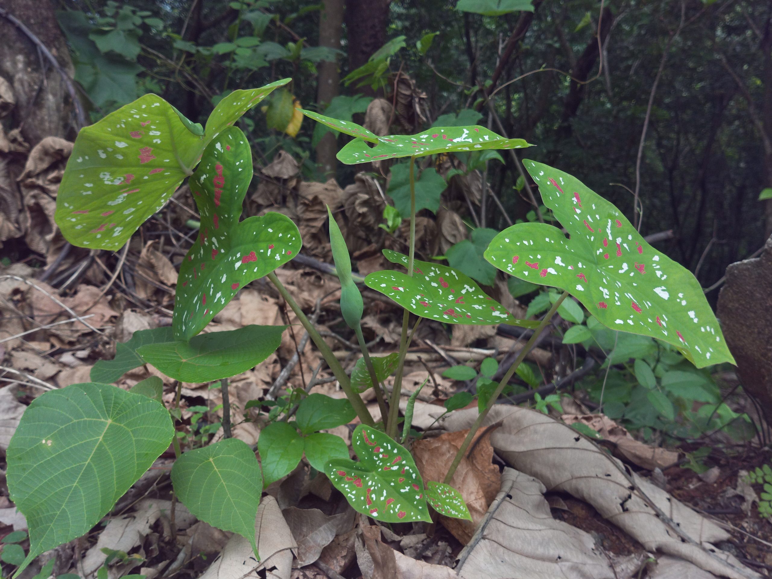 Caladium: cura della pianta dalle foglie a cuore colorate