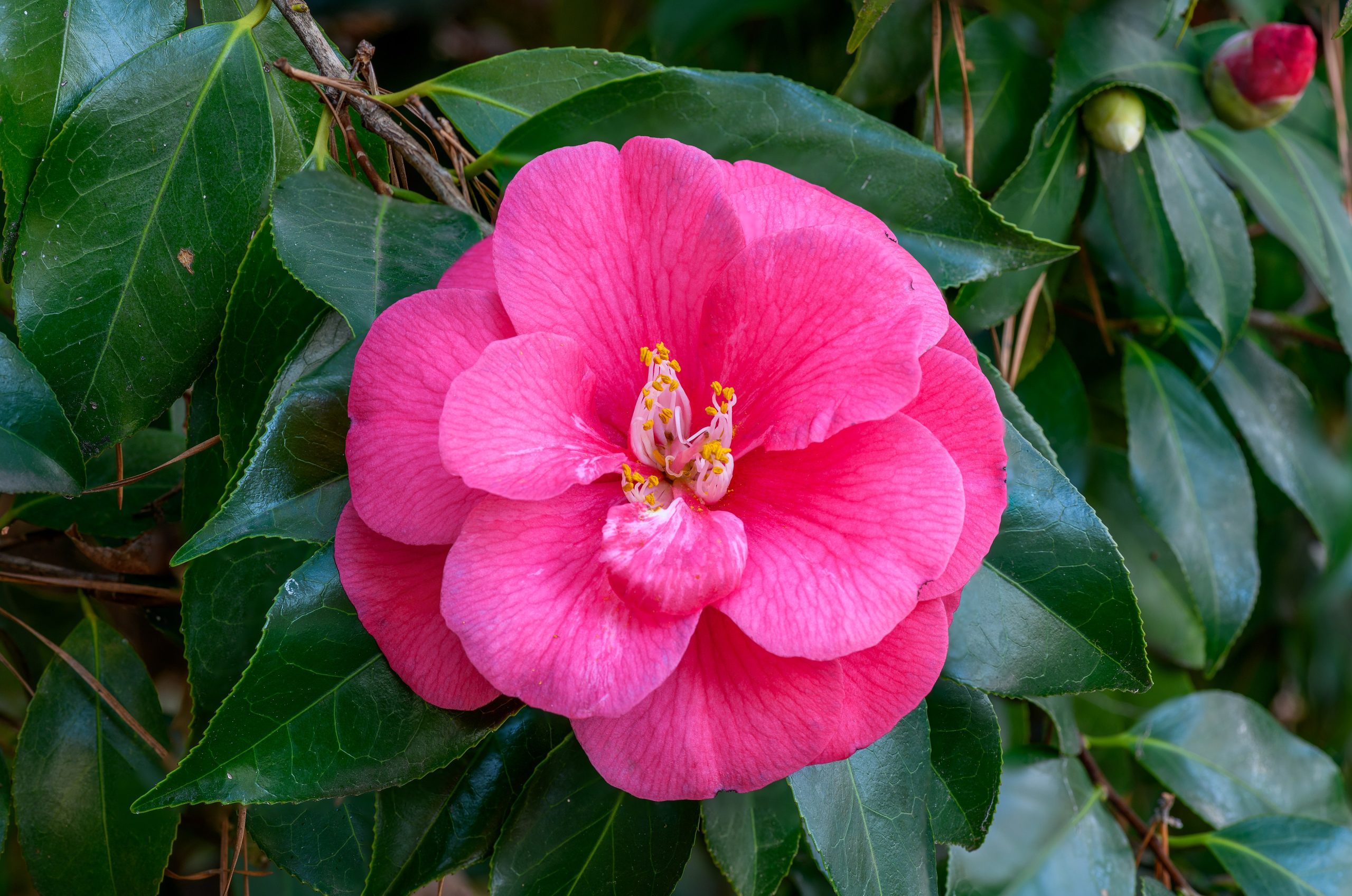 Camelia: come coltivarla per fioriture invernali eleganti