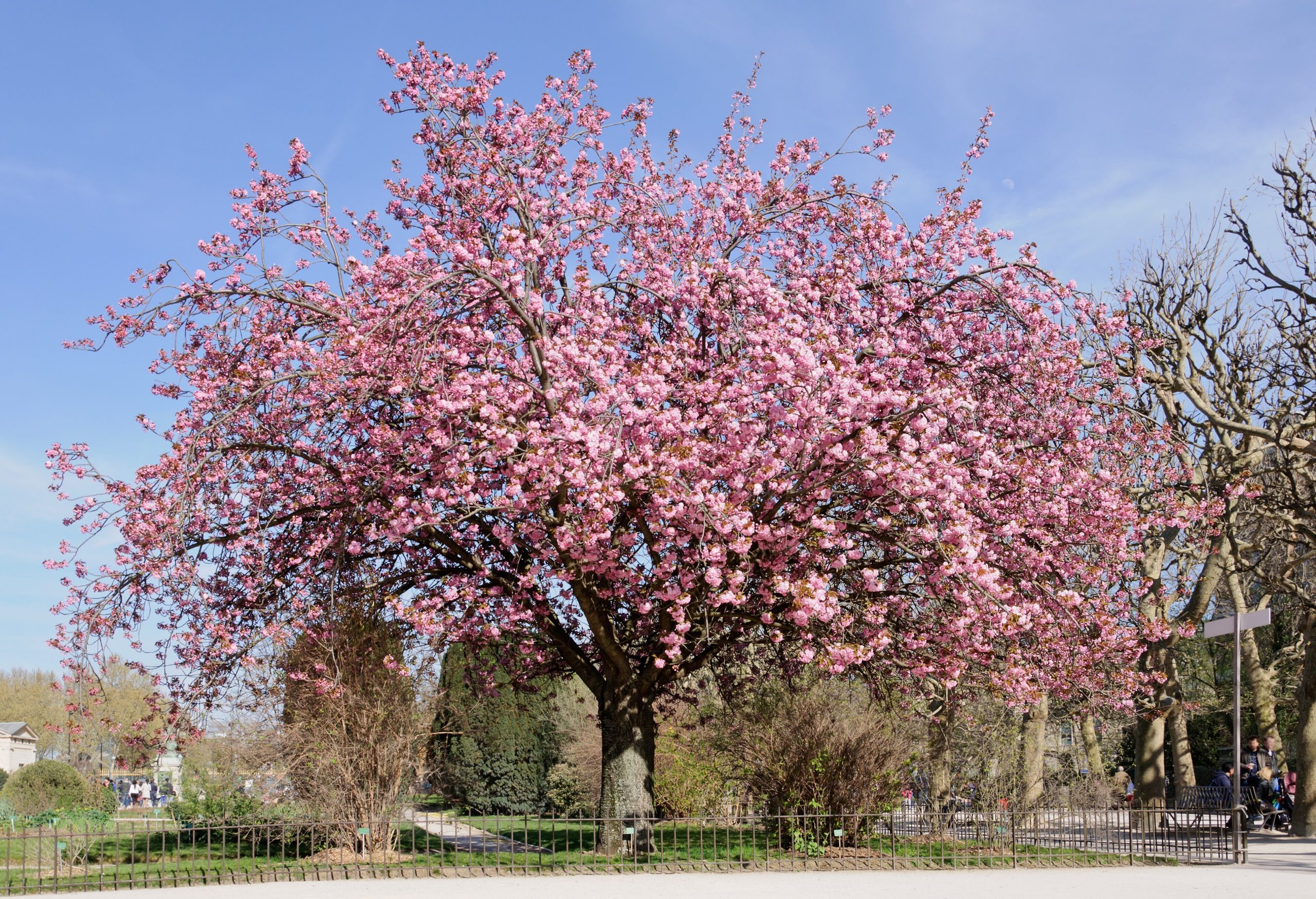 Cerezo japonés: cuidados de Prunus serrulata