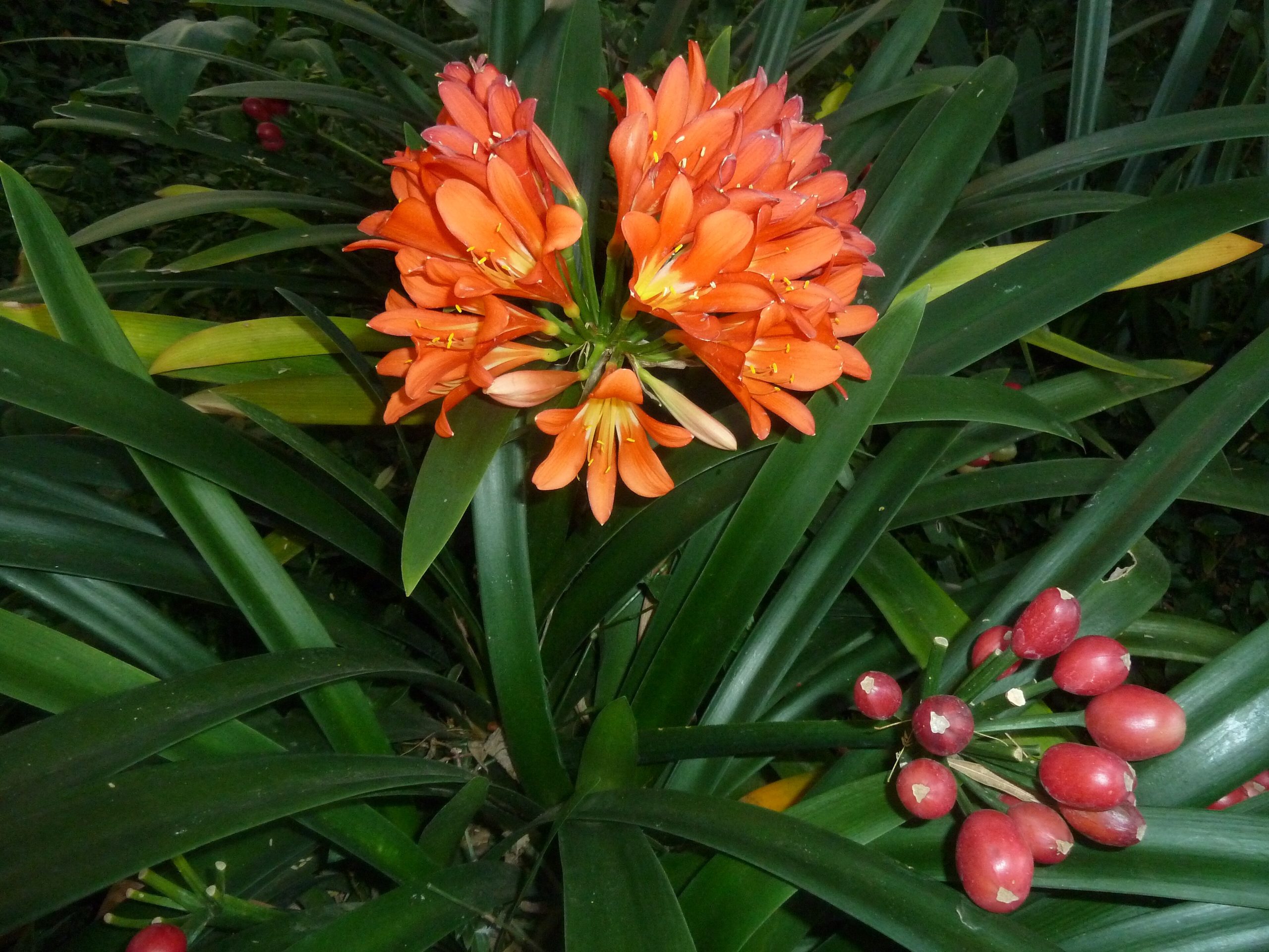 Clivia : entretien de la plante aux fleurs orange en ombelle