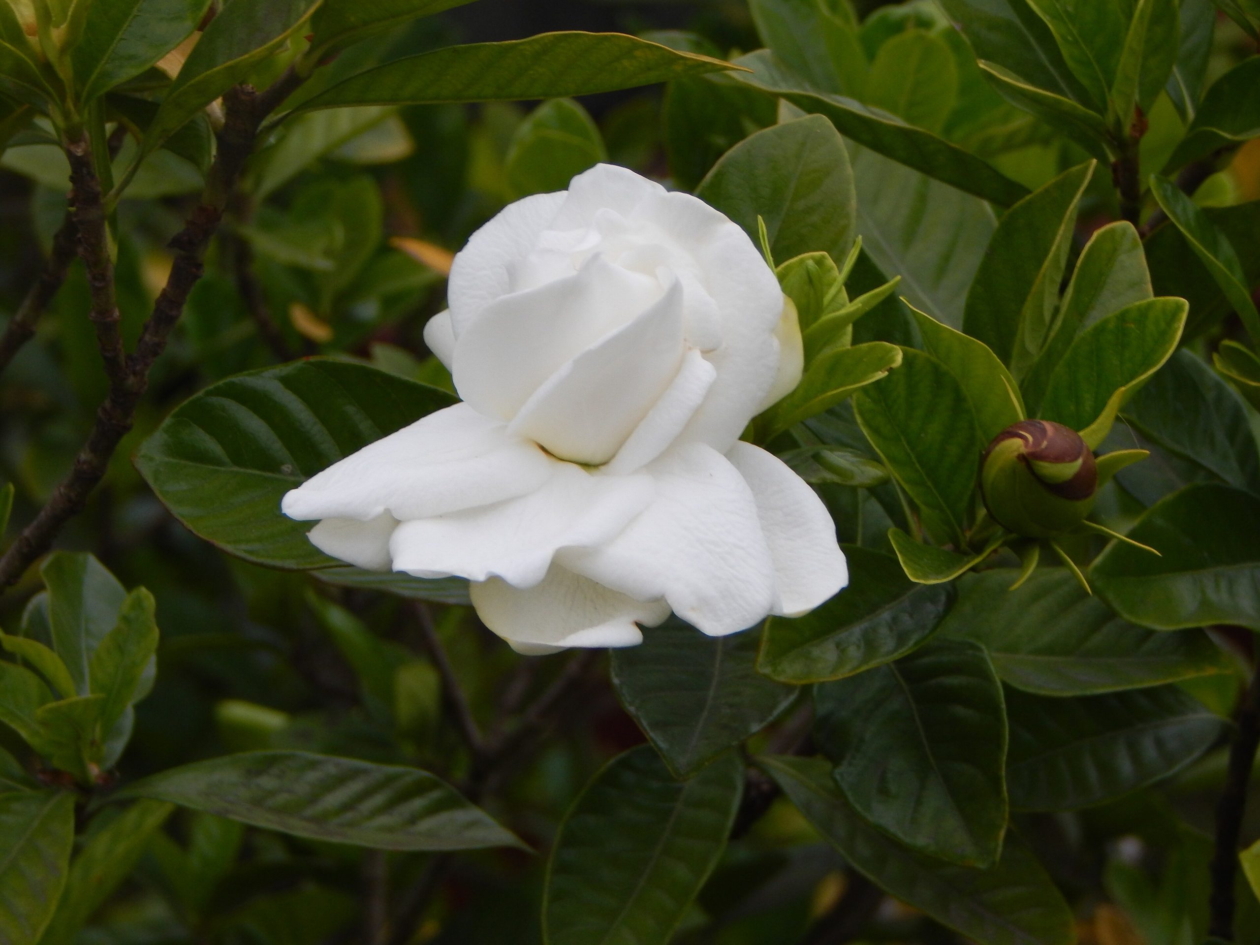 Gardenie: Pflege und Blüte der duftenden weißen Blume