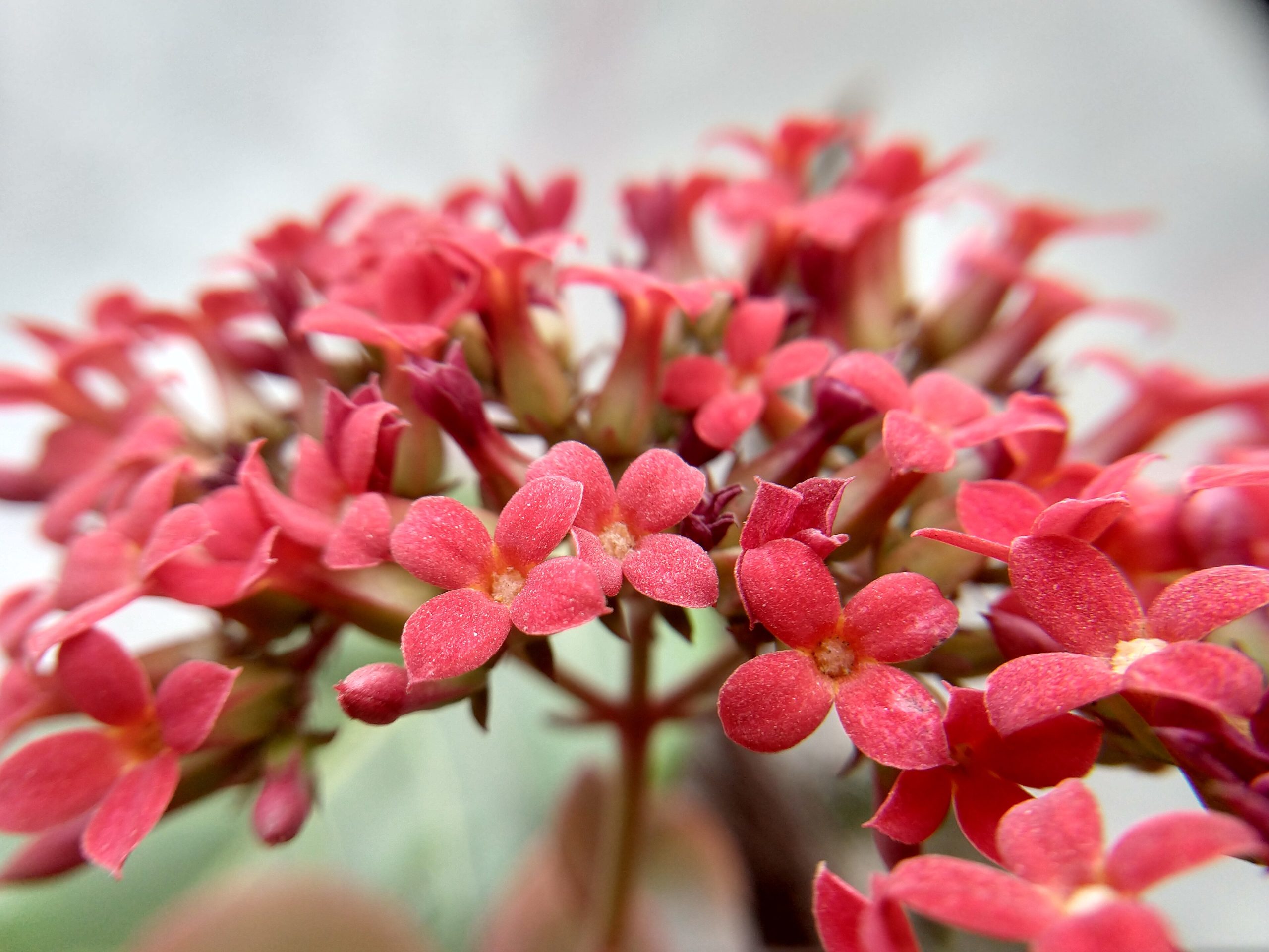 Kalanchoe: cómo conseguir floración cada invierno