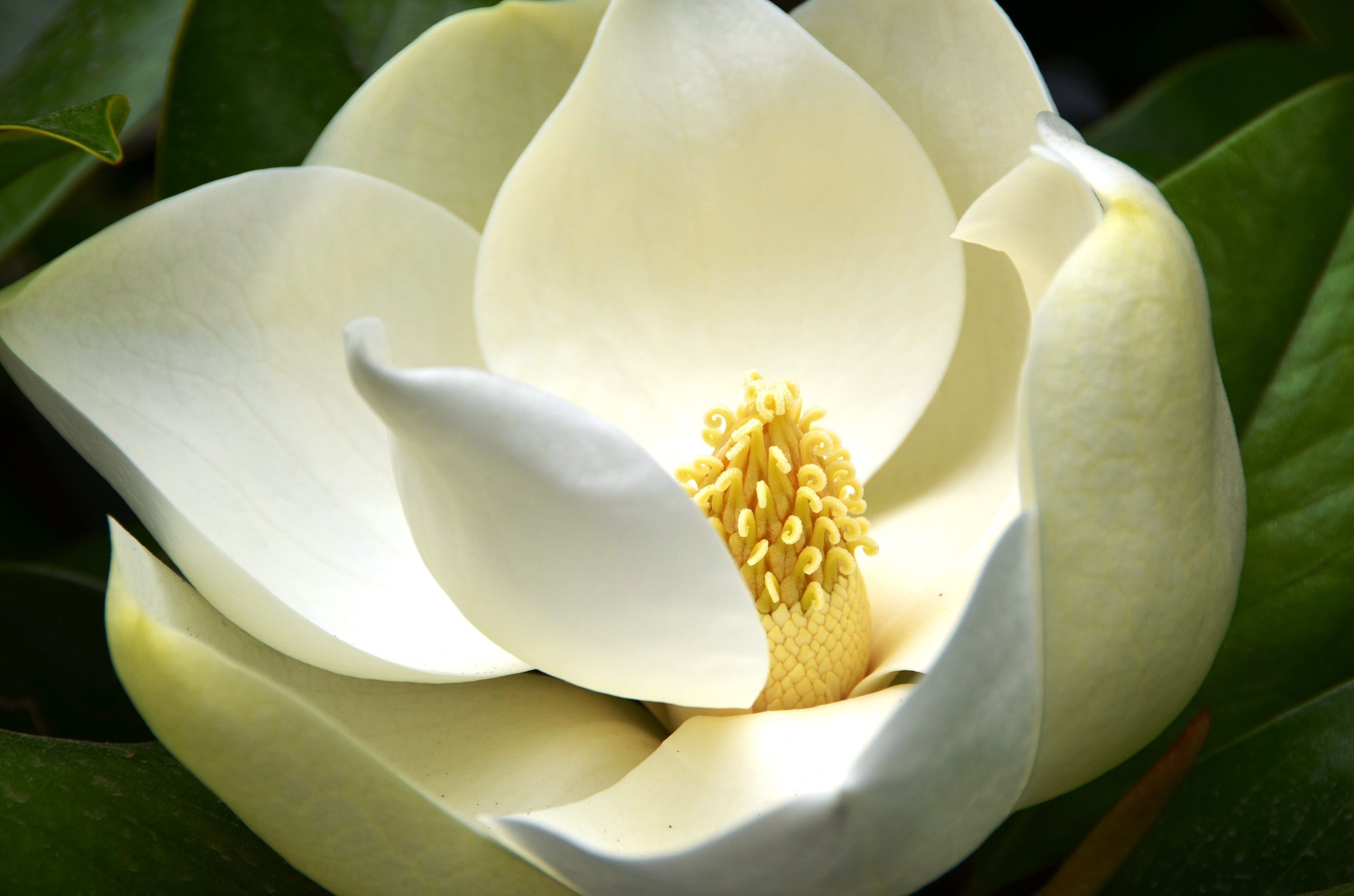 Southern Magnolia: How to Grow the Big White Flower Tree