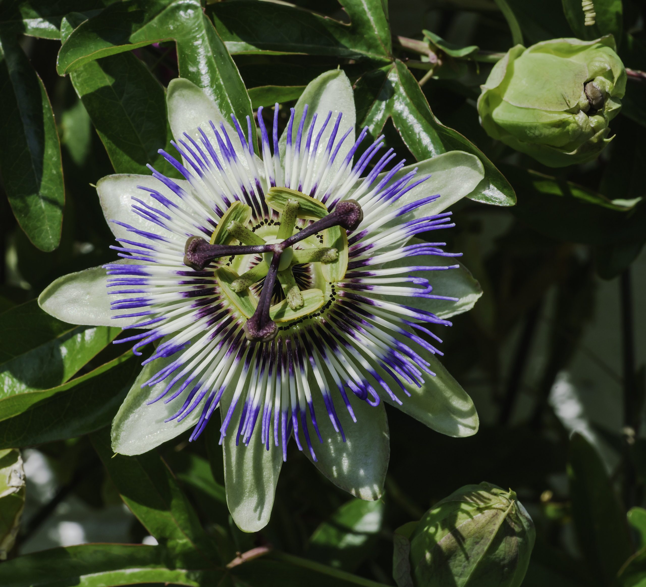 Blaue Passionsblume: exotische Kletterpflanze richtig anbauen
