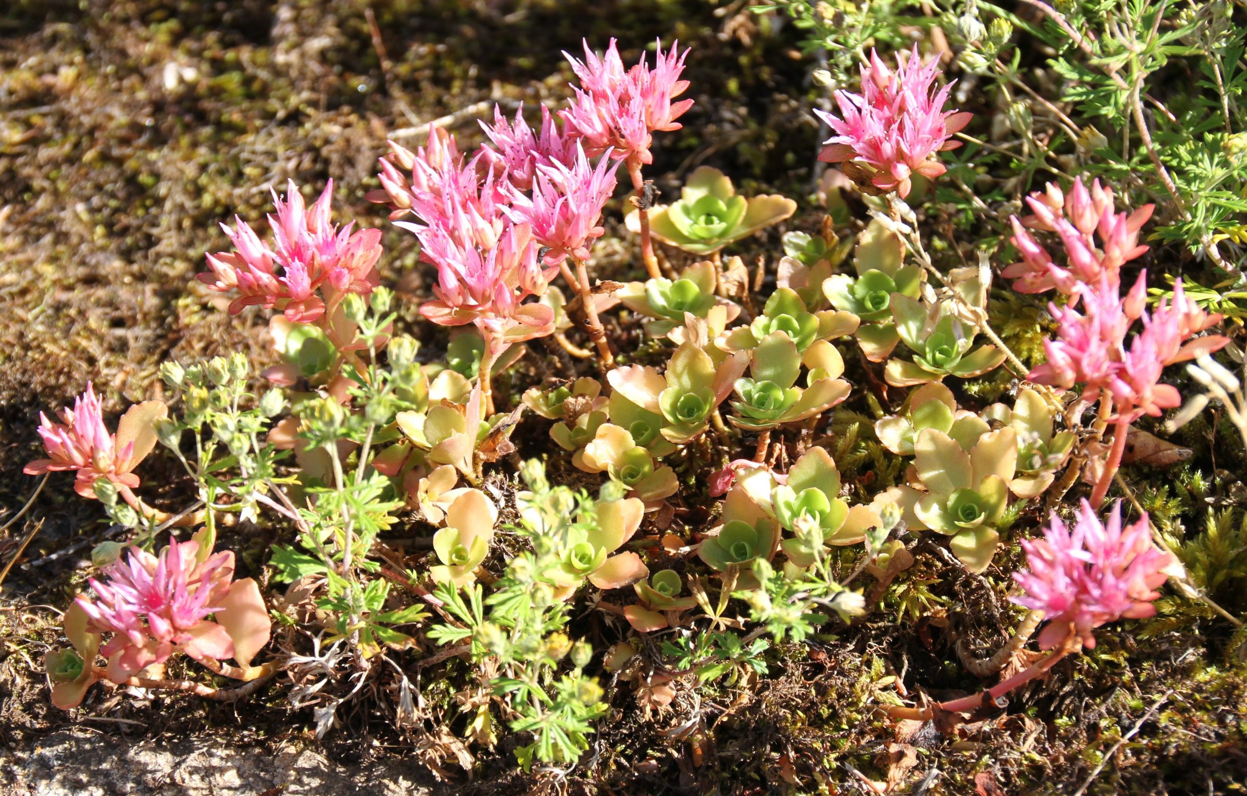 Sedum spurium : succulente tapissante pour rocailles