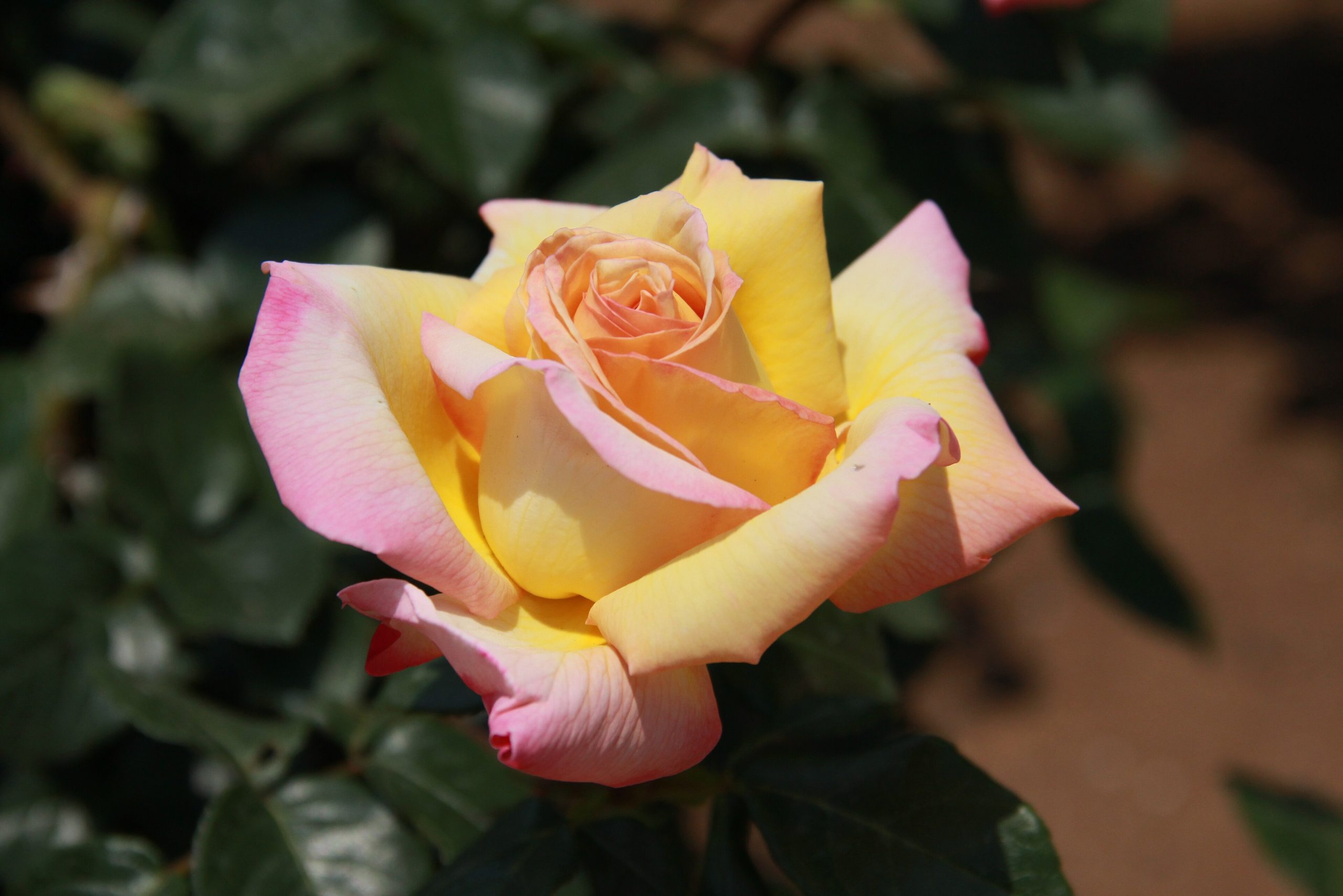 Rosa: cómo cultivarla, podarla y prolongar floración
