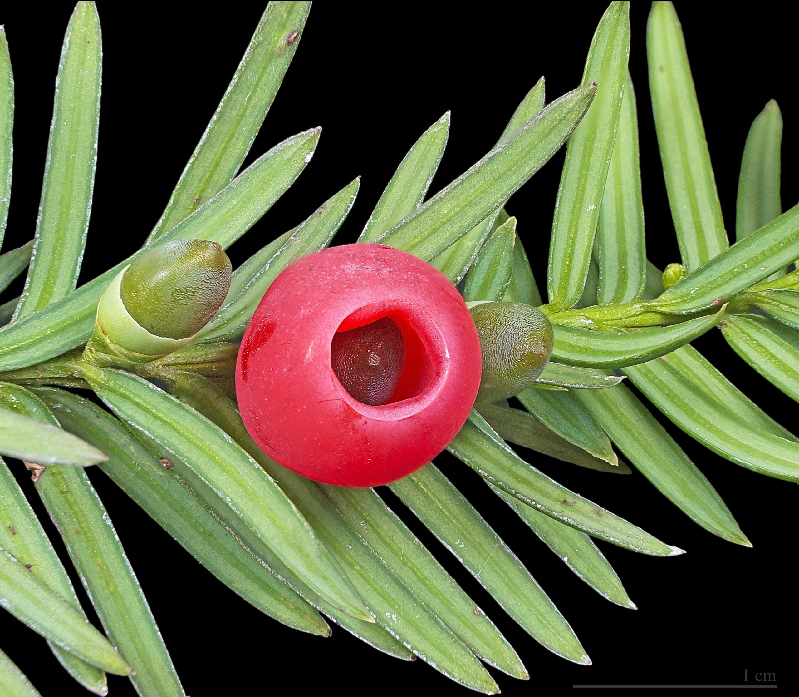 Yew: The Long-Lived Conifer Ideal for Hedges and Topiary