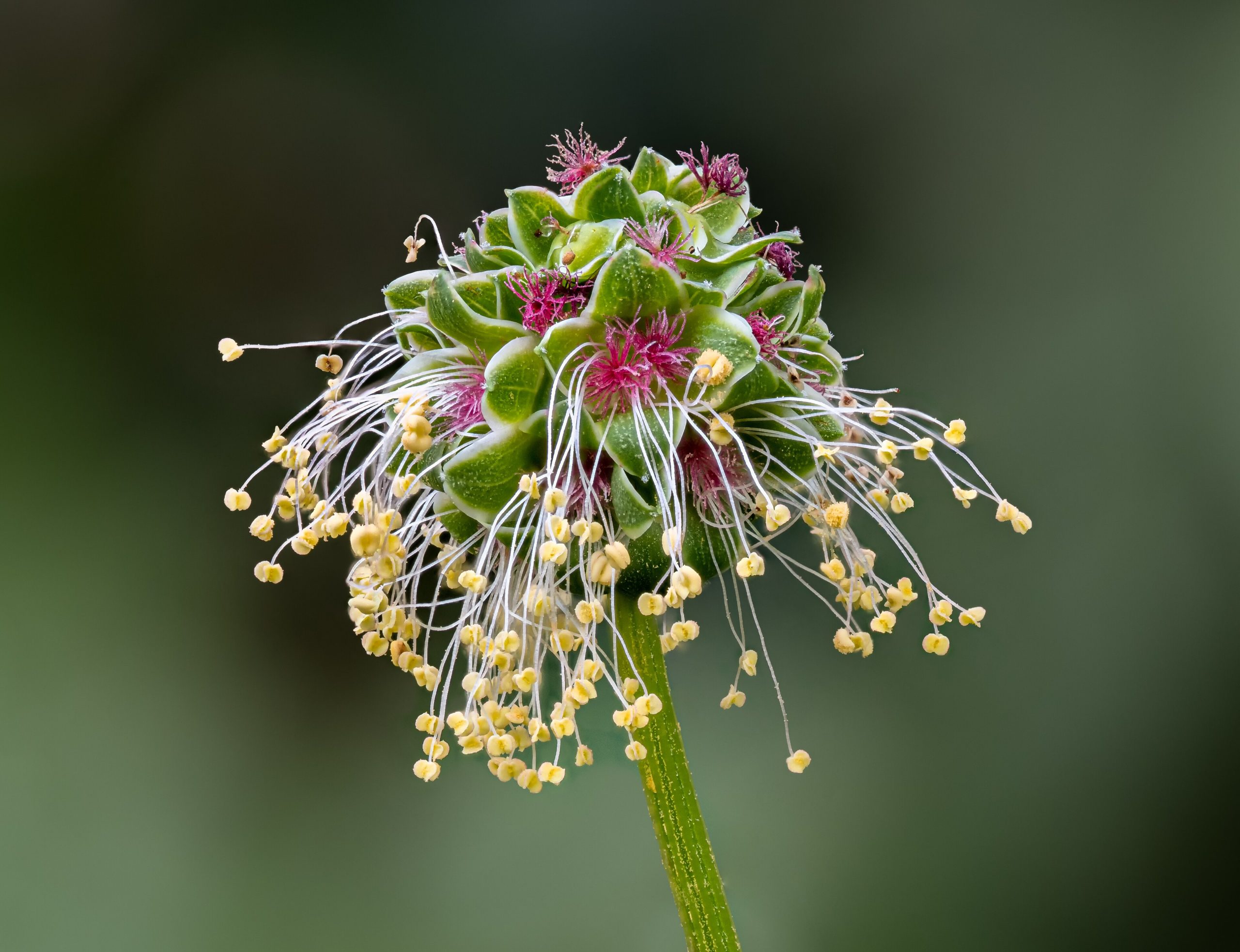 Salad Burnet: Sanguisorba minor Care Guide