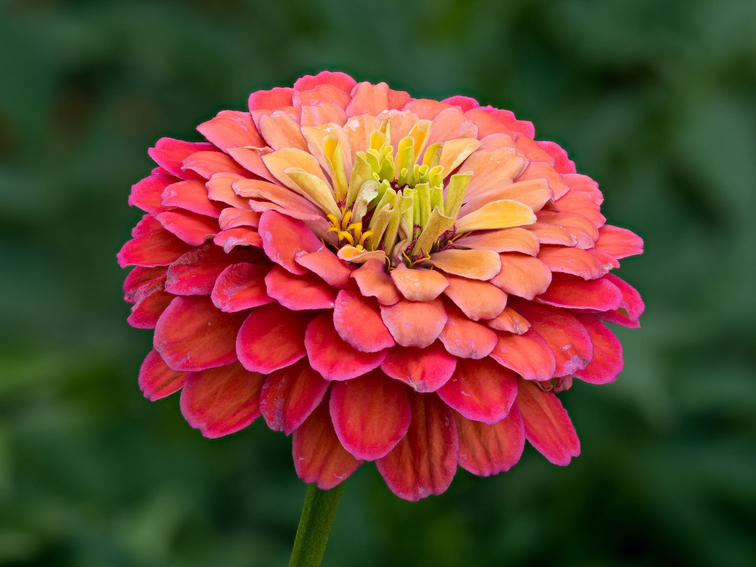 Zinnie: Anbau der bunten Sommerblume