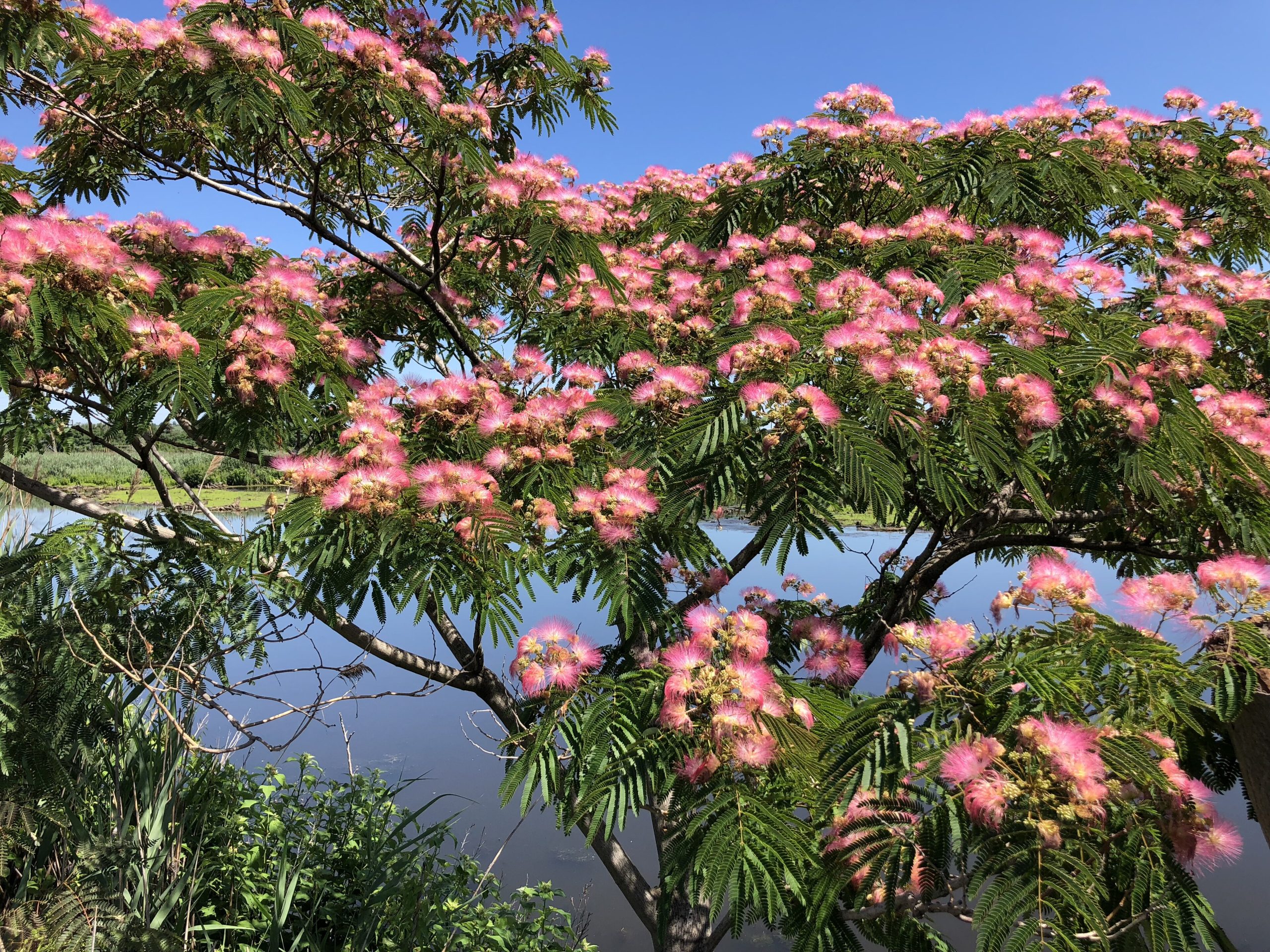 Seidenbaum: Pflege der Albizia julibrissin