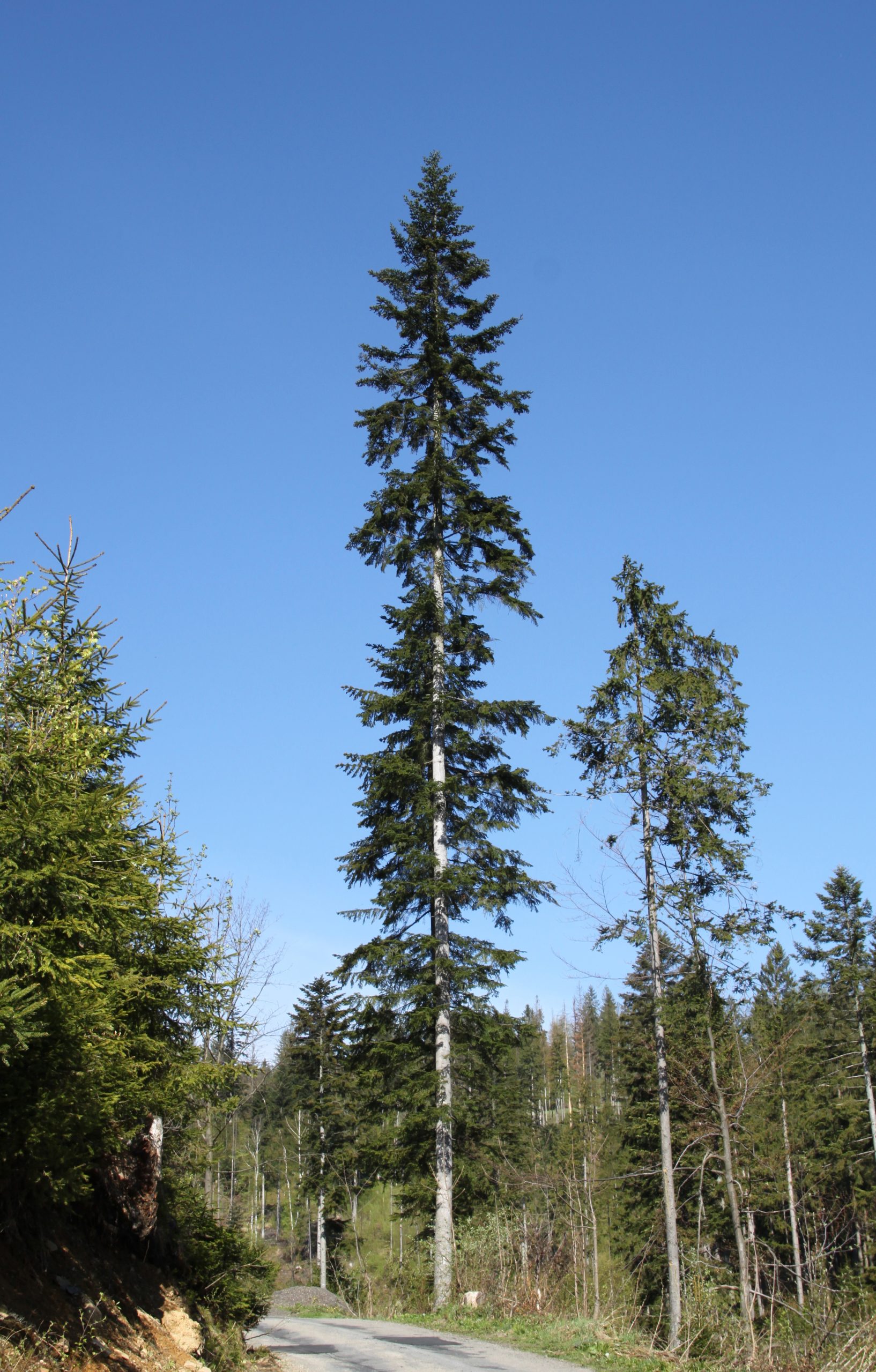 Weißtanne: der langlebige Nadelbaum der Bergwälder
