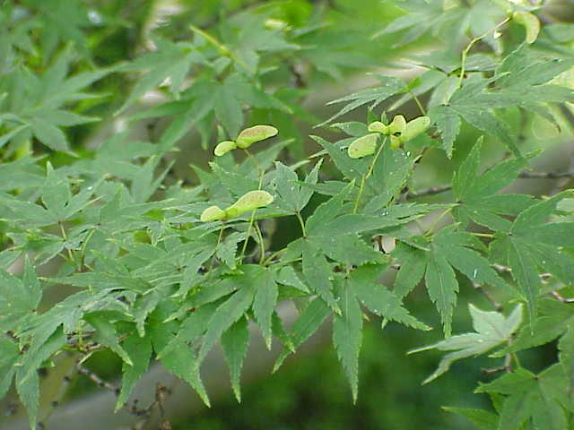 Arce japonés: cultivar el árbol ornamental de follaje rojo