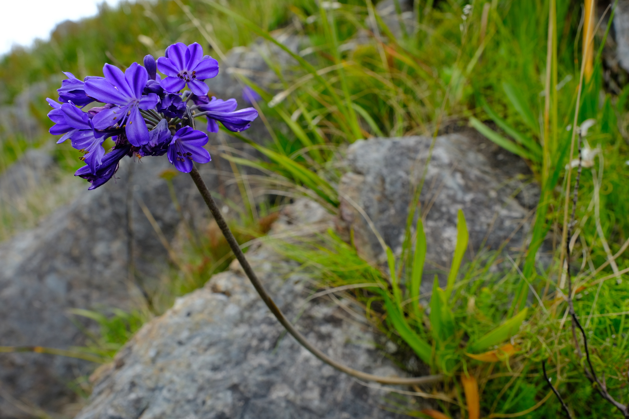 Agapanthus: come coltivare il giglio africano in vaso e giardino