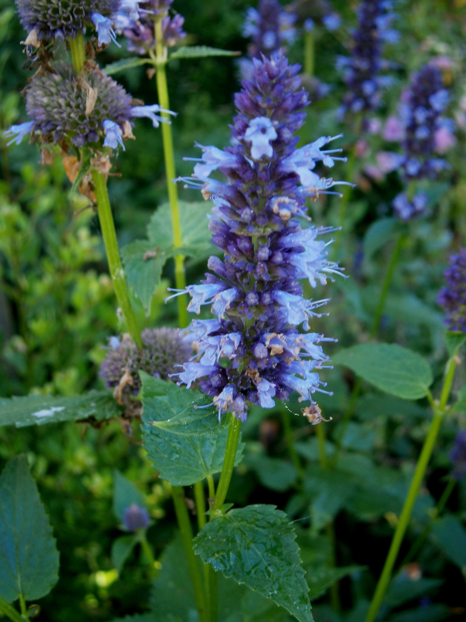 Anise Hyssop: Agastache foeniculum Care