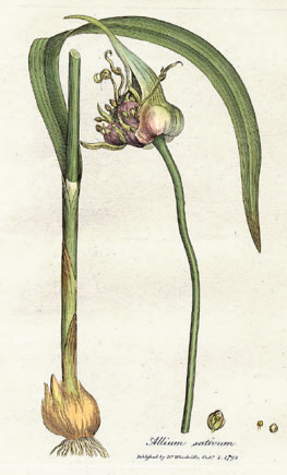 Garlic: Growing and Caring for Allium sativum