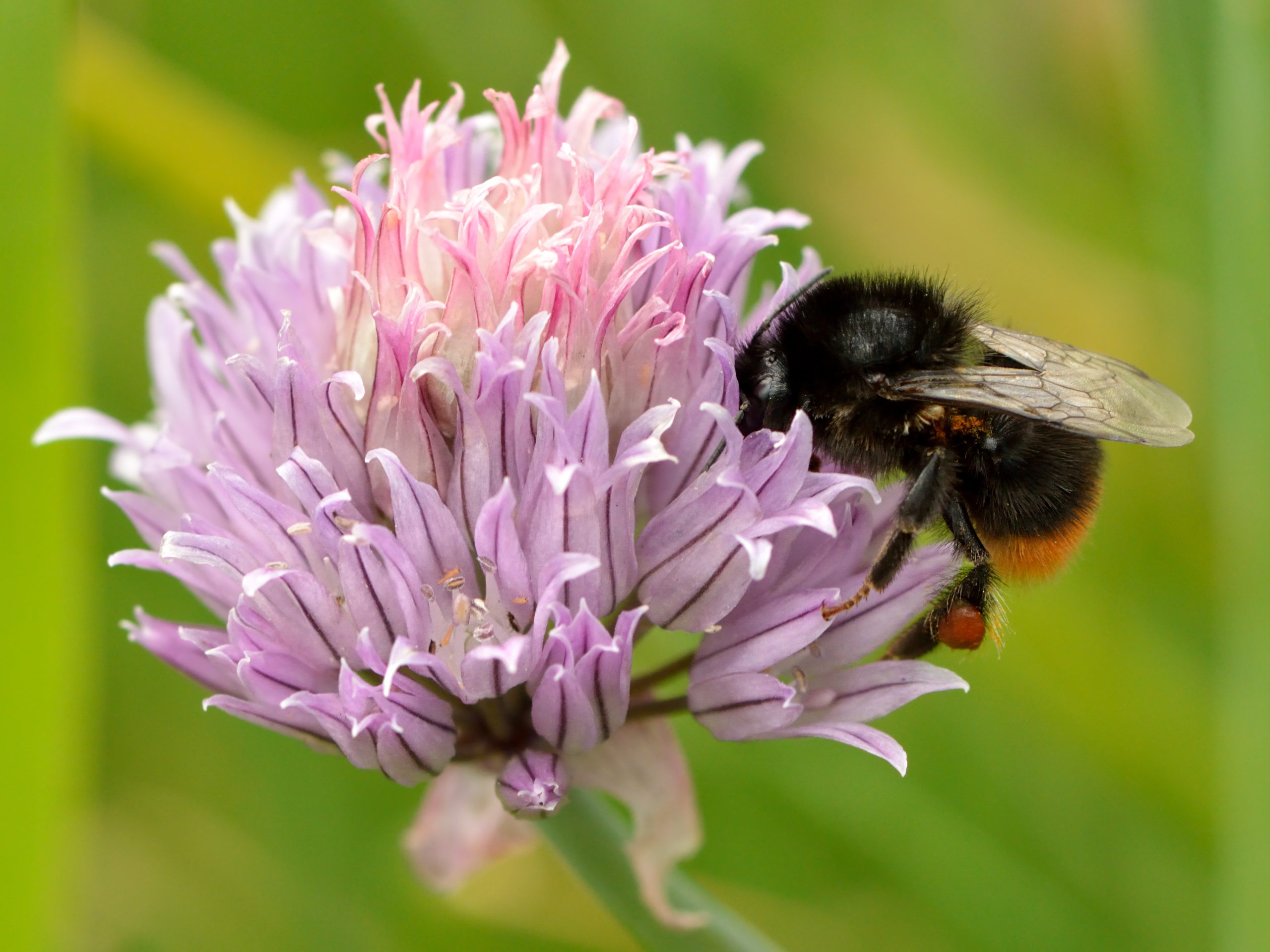 Erba cipollina: come coltivarla in vaso e in orto facile
