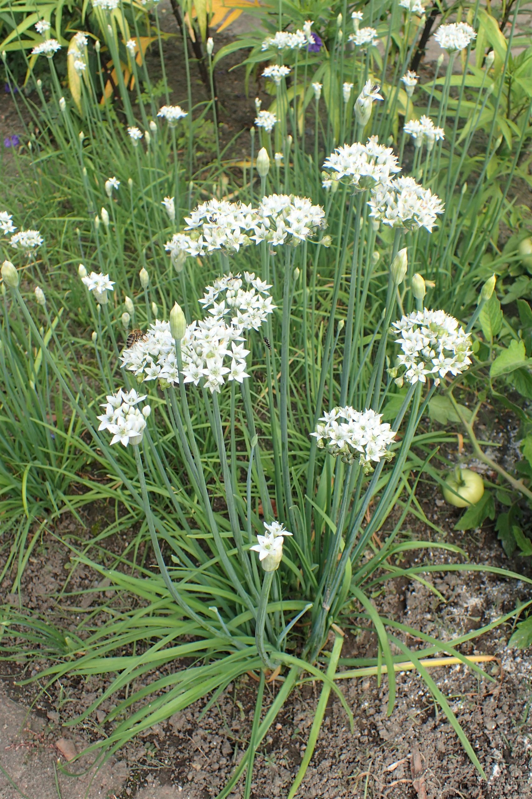 Garlic Chives: Allium tuberosum Care Guide