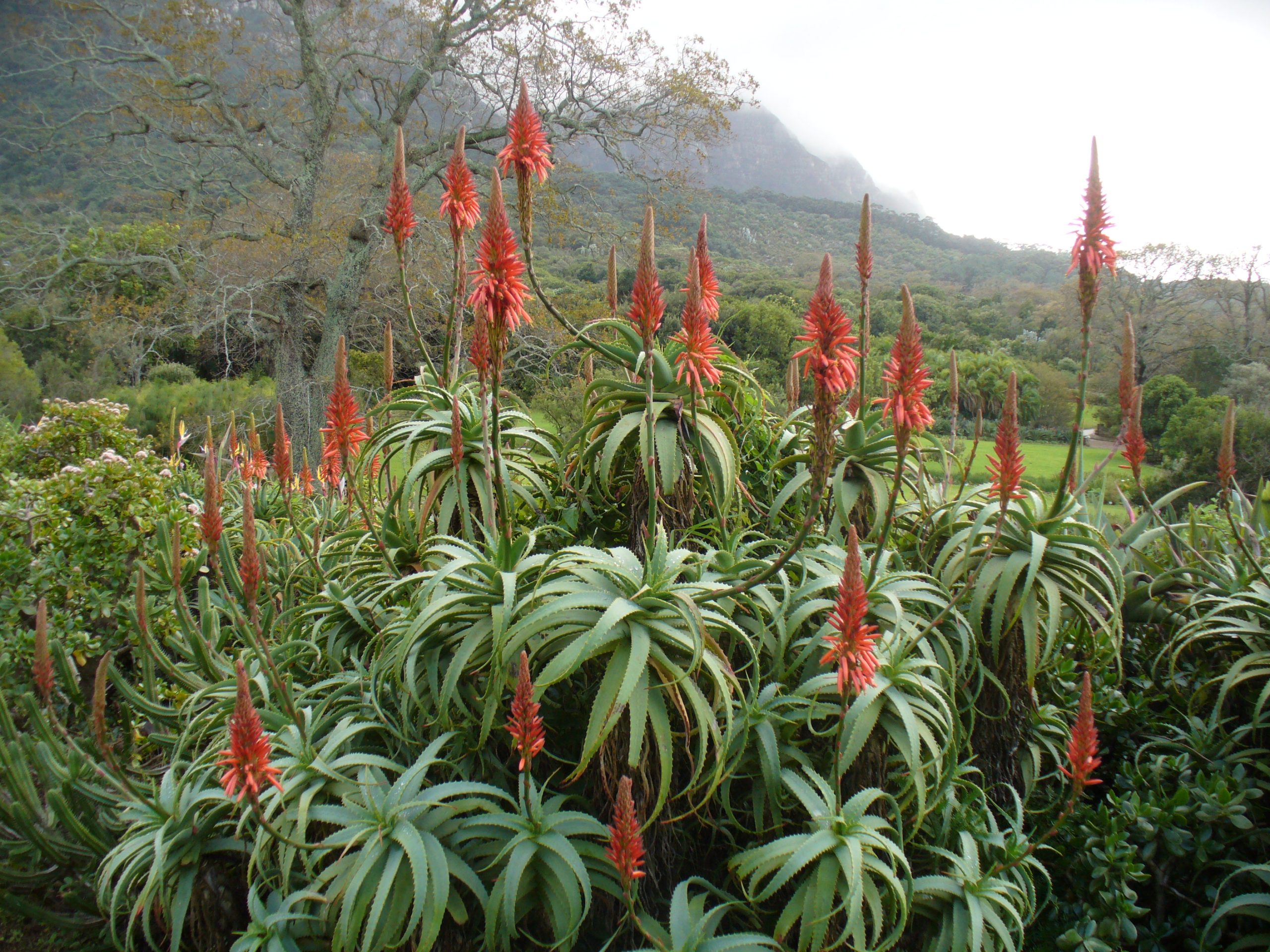 Aloe arborescente: cuidados del Aloe candelabro