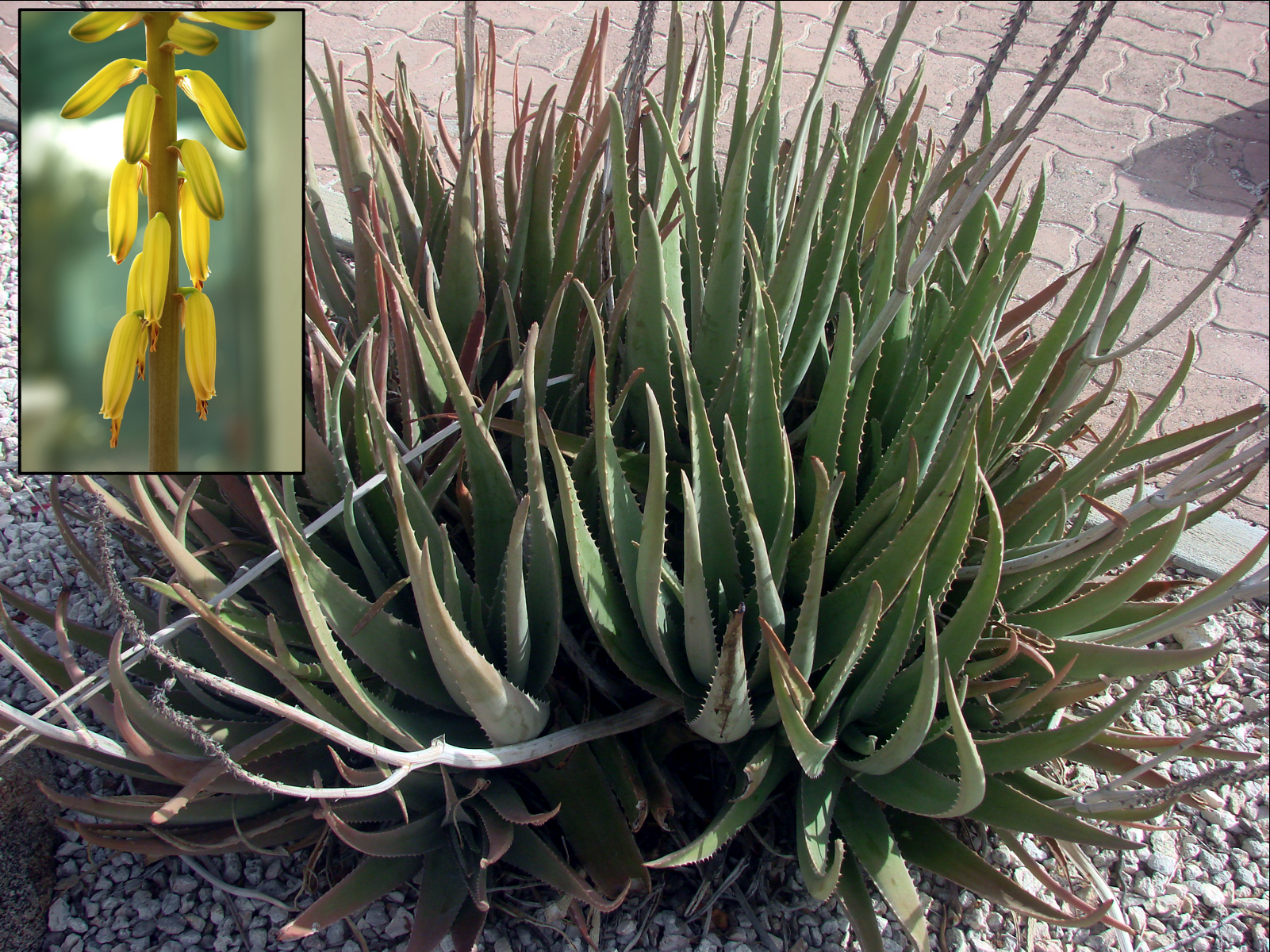 Aloe Vera: cura, proprietà e come riprodurla in casa