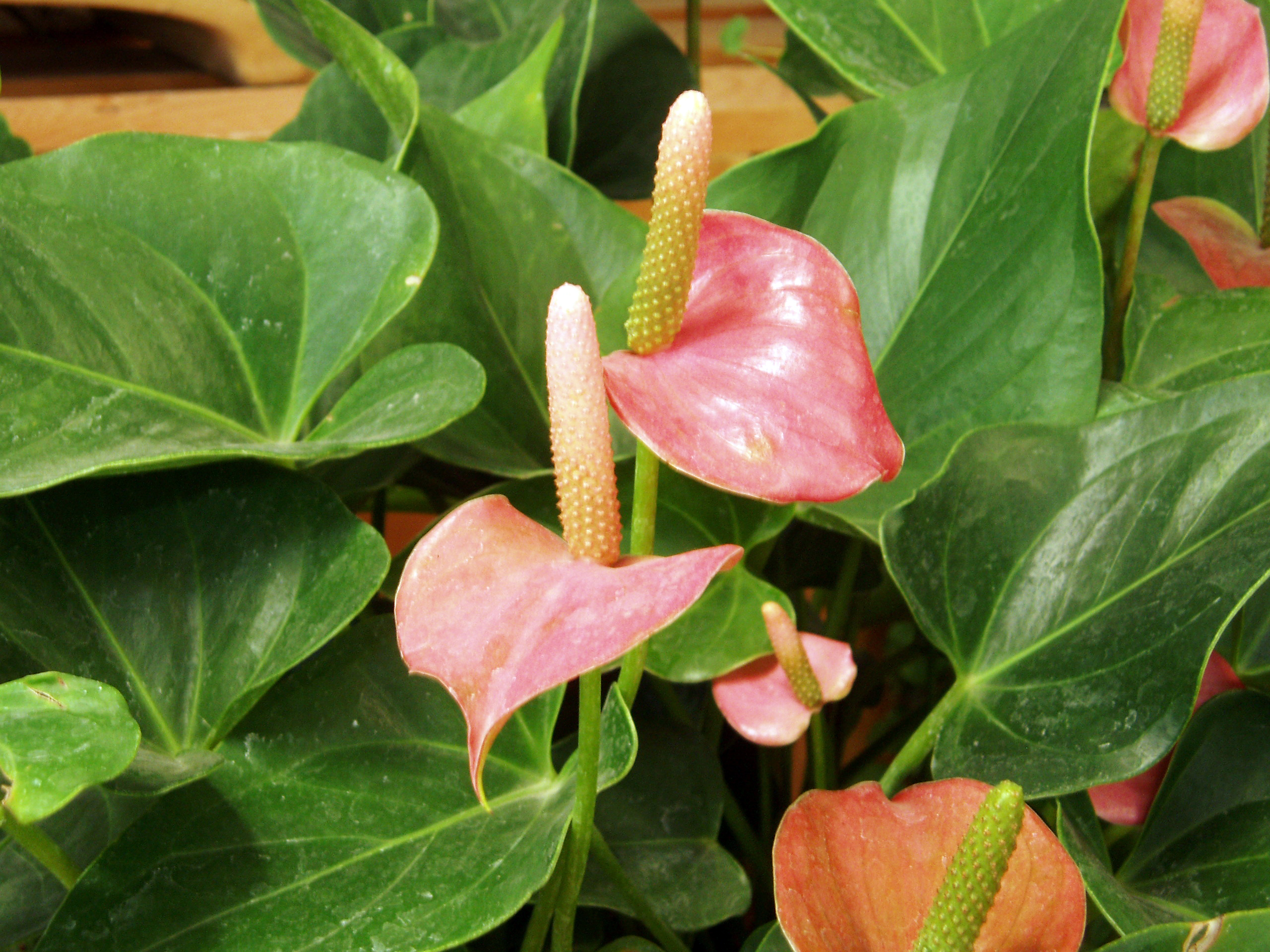 Anthurium : entretien et floraison rouge toute l année