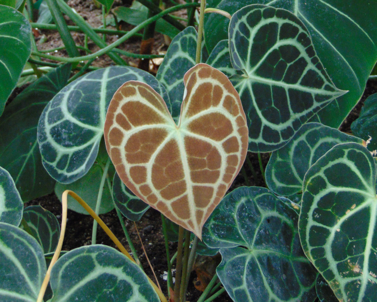 Anthurium Clarinervium: Herzblätter mit weißen Adern