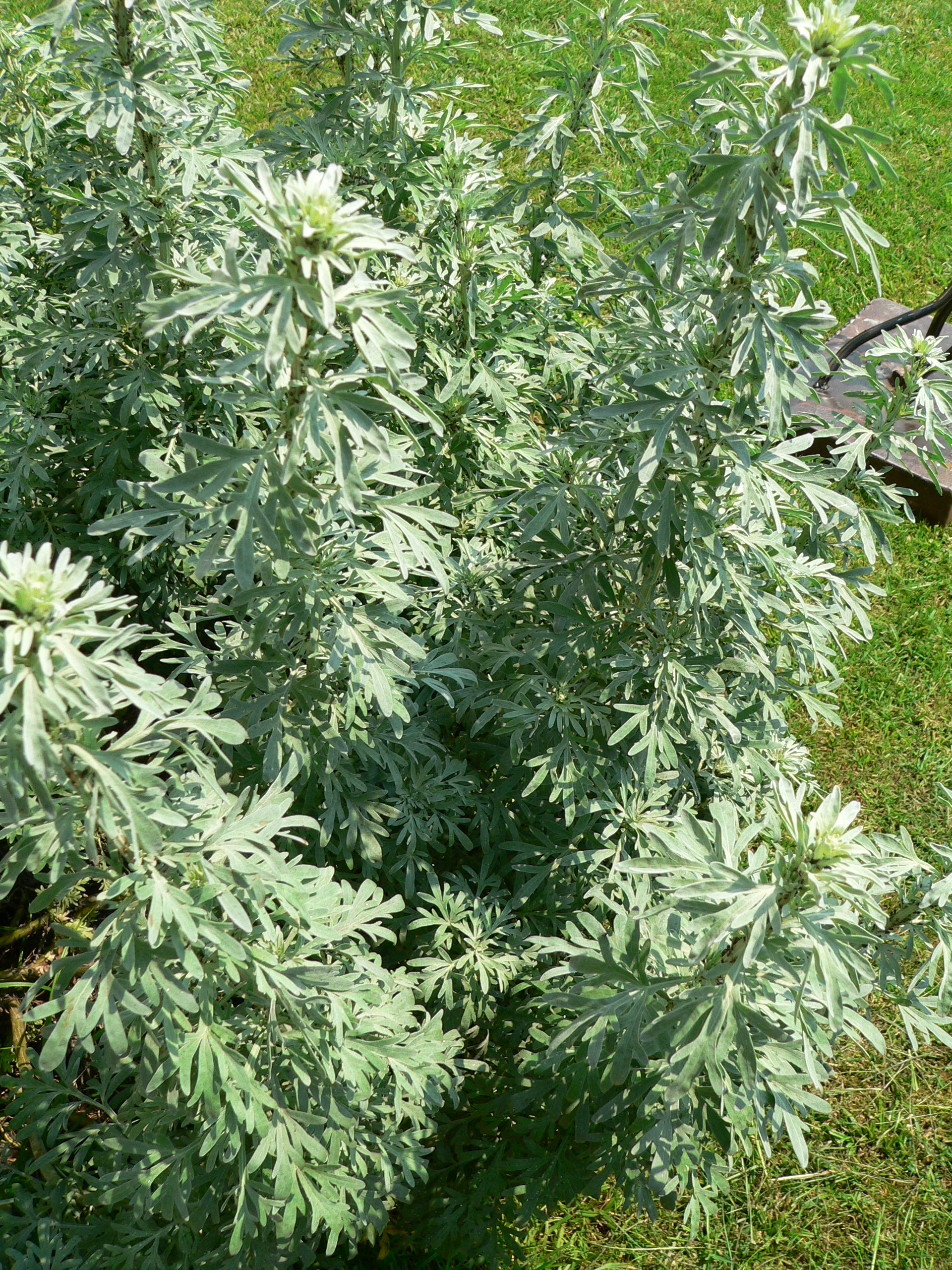 Ajenjo: cultivar la artemisia plateada de sabor amargo
