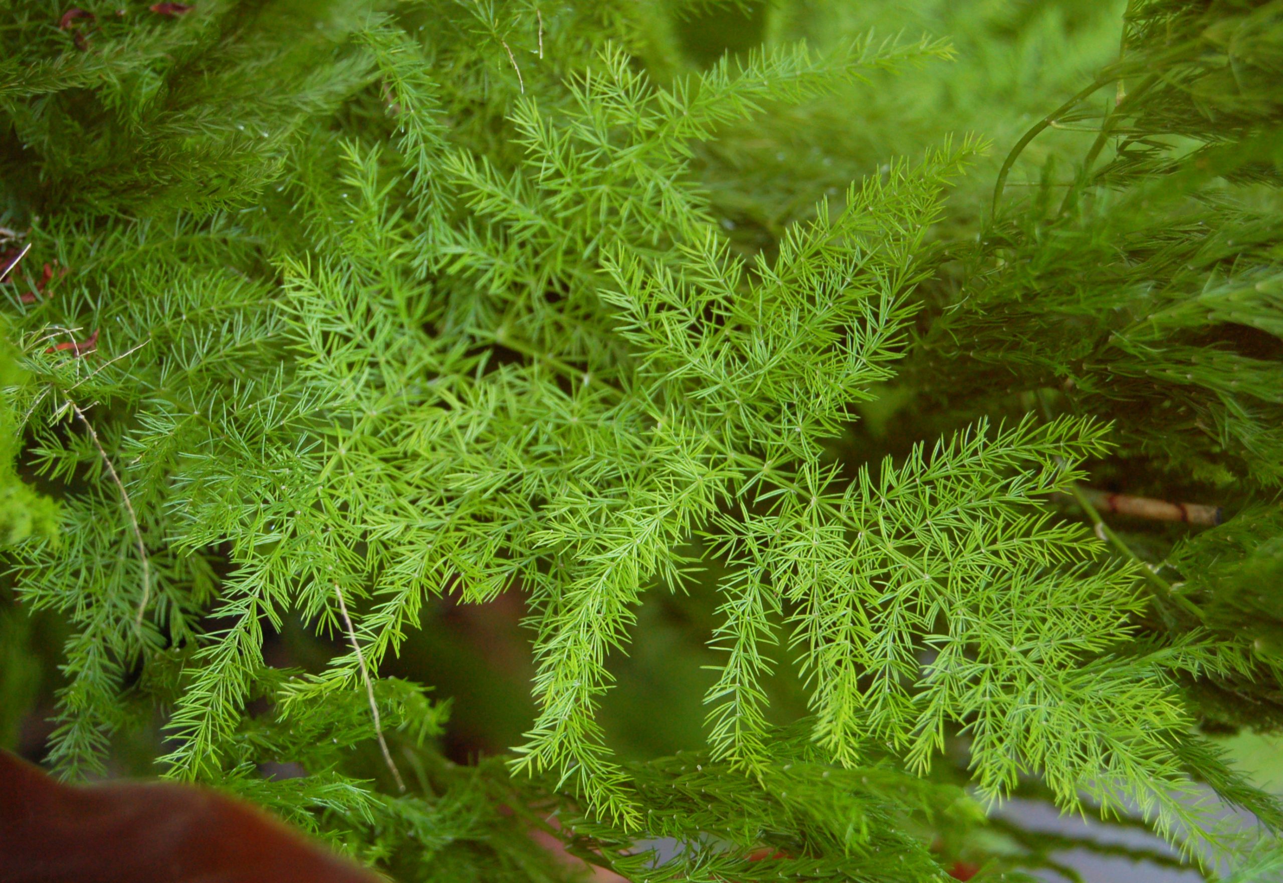 Esparraguera: cuidados del Asparagus setaceus