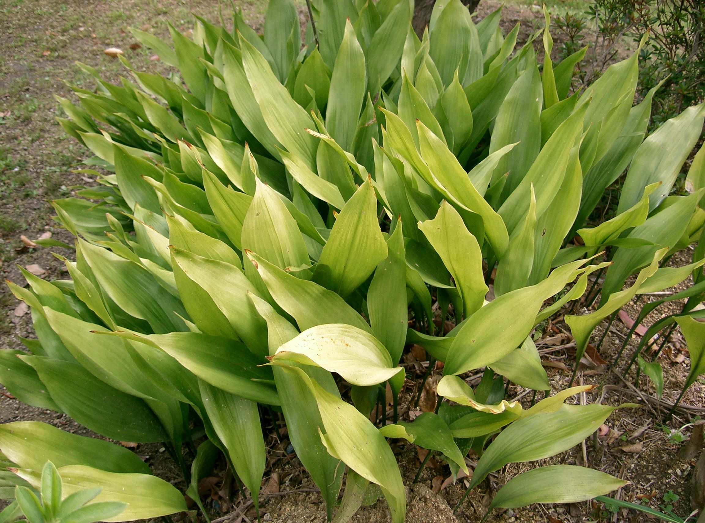 Aspidistra: la pianta indistruttibile che vive all ombra
