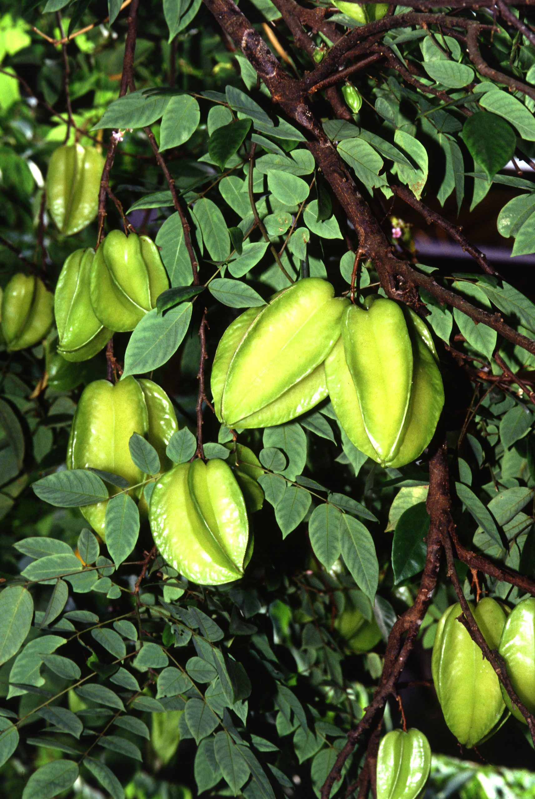 Carambole : culture de l arbre à fruits étoile