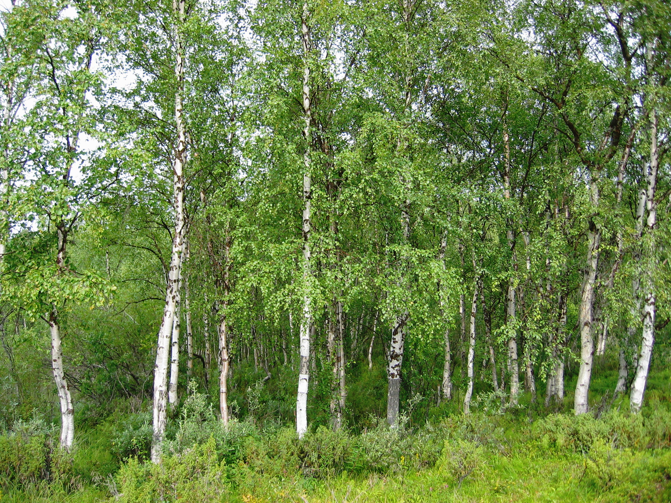 Sandbirke: schnellwüchsiger Baum mit weißer Rinde