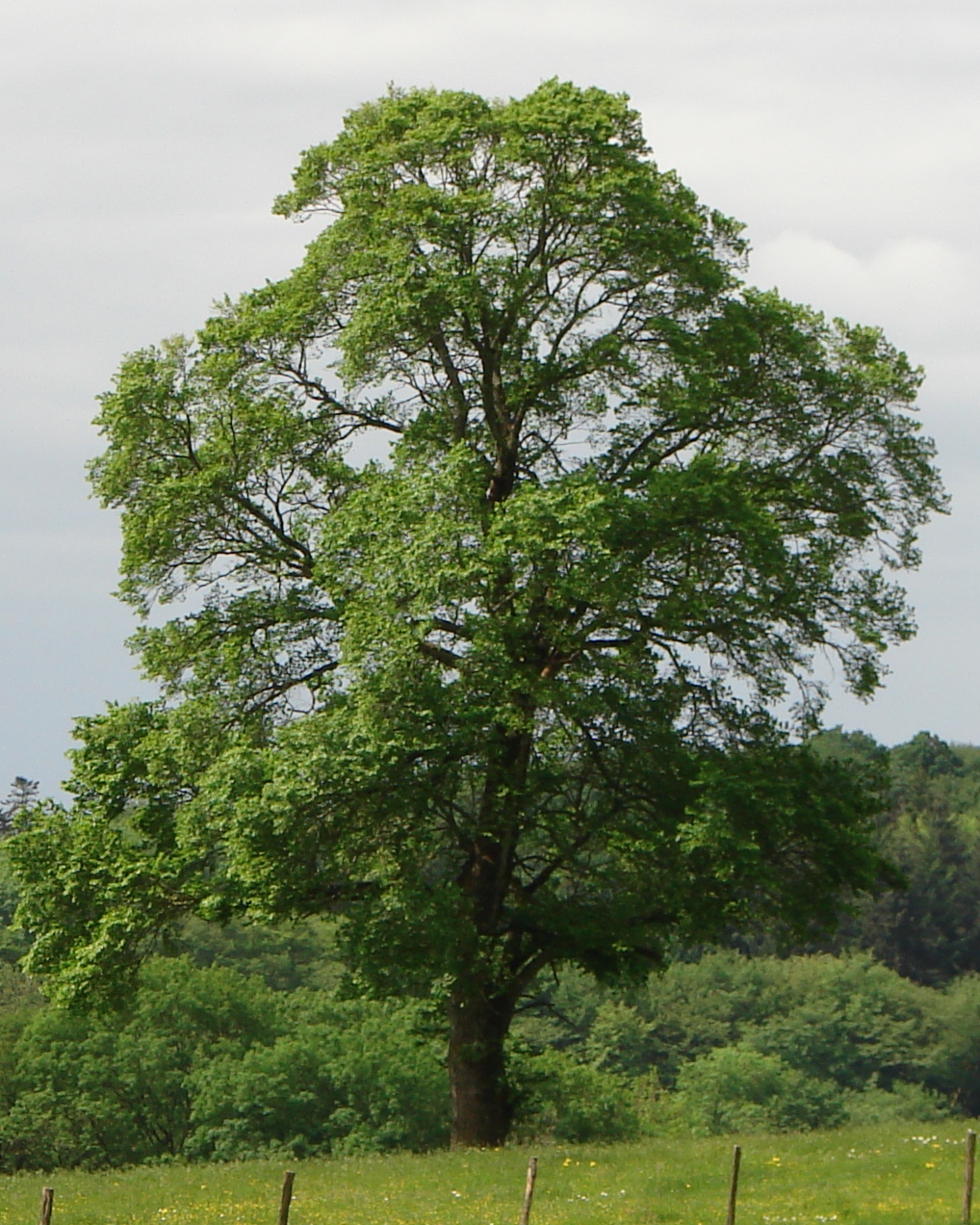 Olmo común: el árbol rústico de llanuras y setos de campo