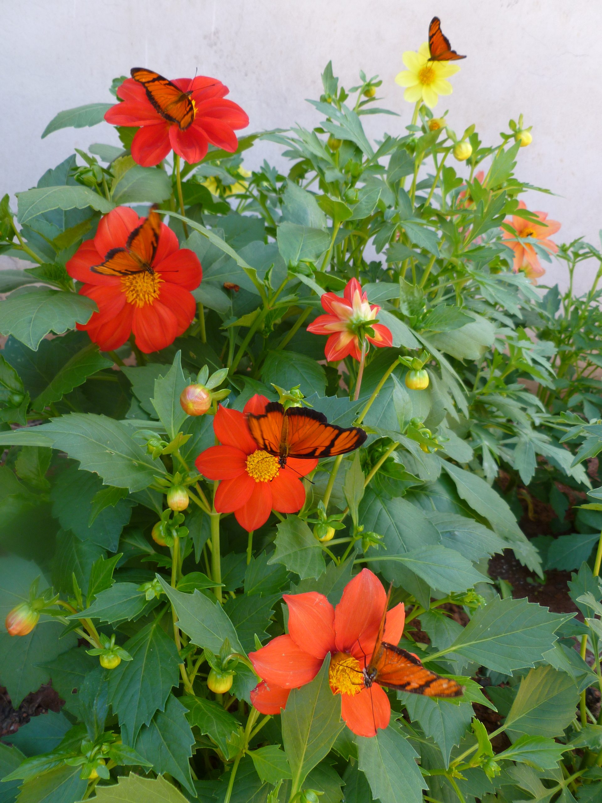 Dalia: come piantare i tuberi e ottenere fioriture estive