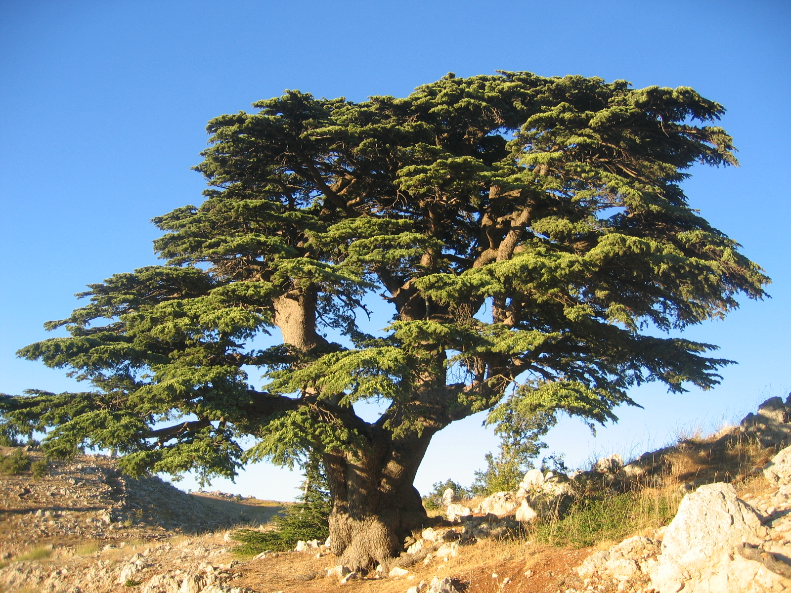 Cedro del Libano: la maestosa conifera dai rami orizzontali