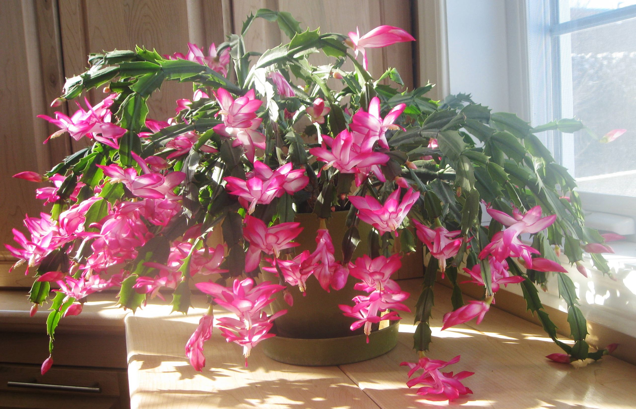 Cactus de Noël : le faire fleurir chaque hiver facilement