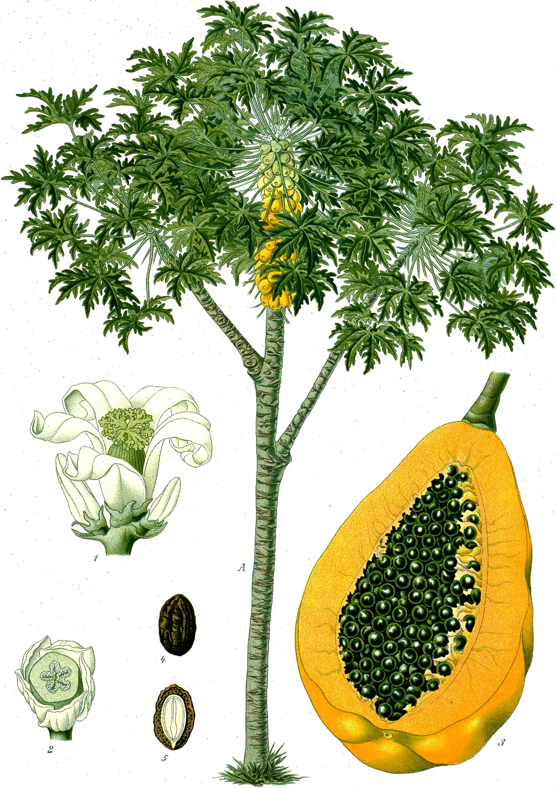 Papaya: coltivazione dell albero tropicale
