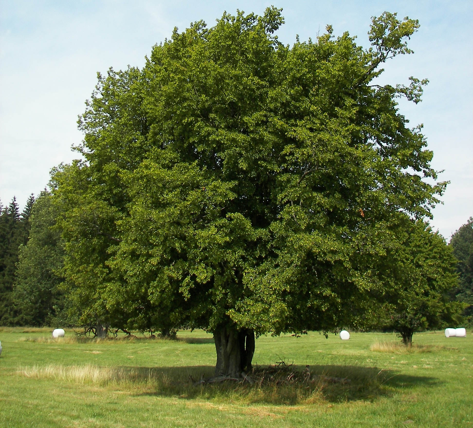 Hornbeam: The Ideal Tree for Tall, Formal Hedges