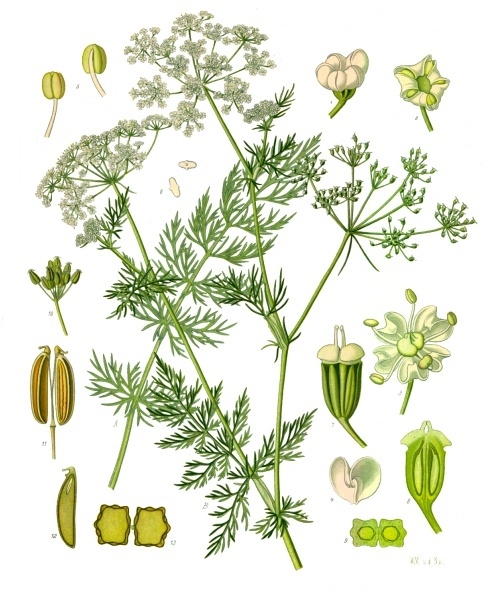 Caraway: Growing and Using the Biennial Herb