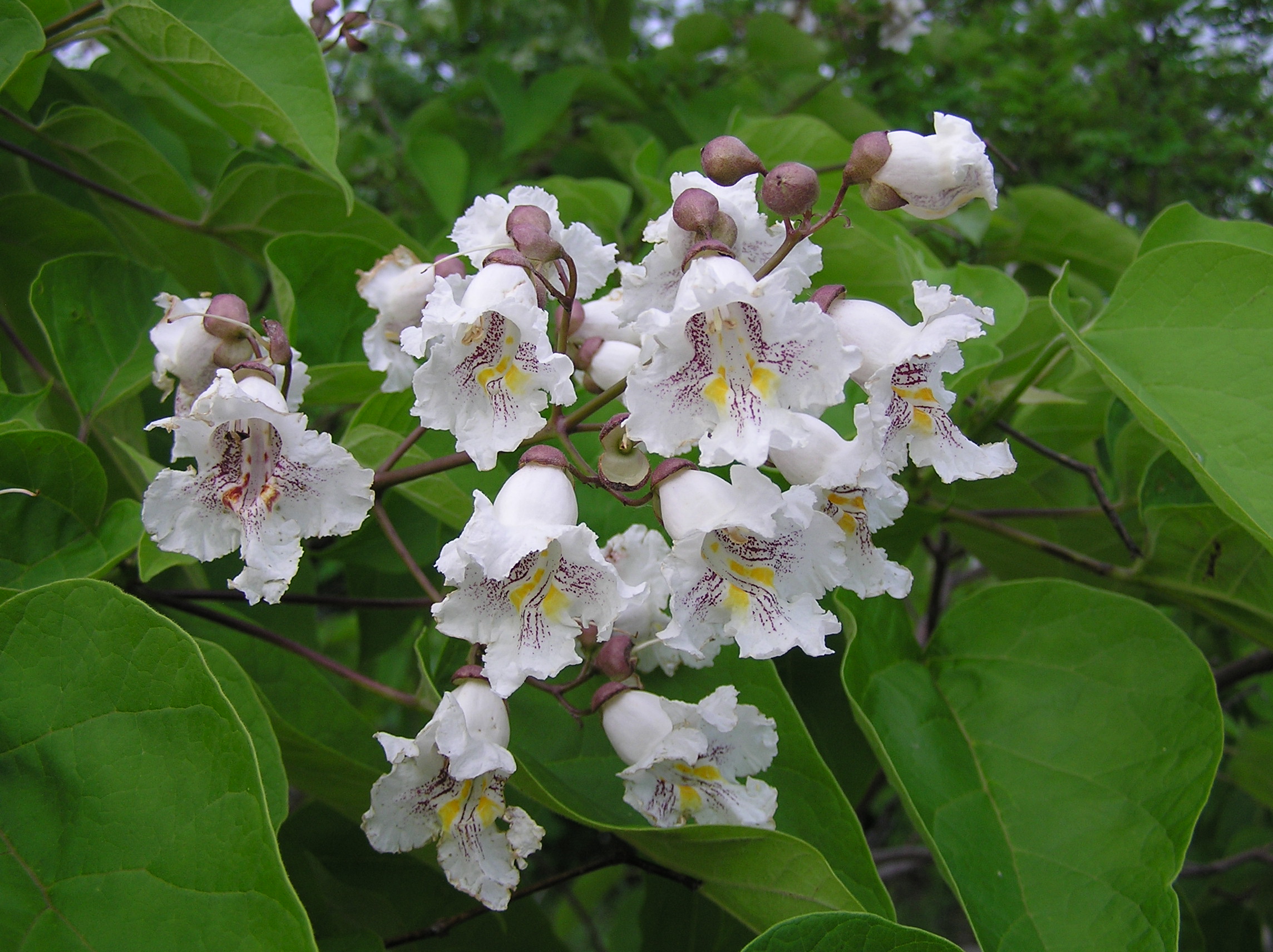 Catalpa: árbol de sombra de flores blancas