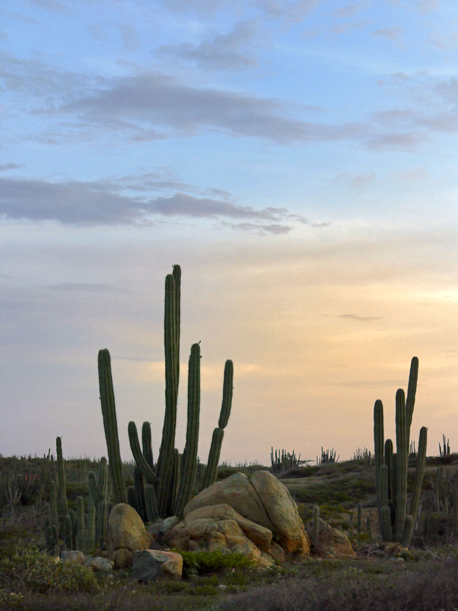 Cardón: cuidados del cactus Cereus repandus