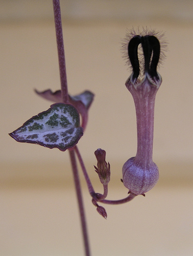 String of Hearts: Ceropegia woodii Care