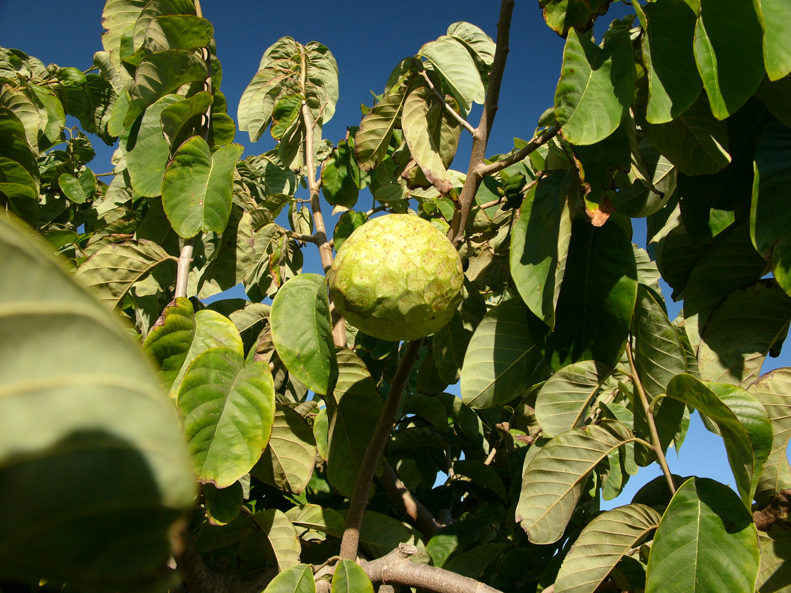 Cherimoya: Anbau des Rahmapfelbaums