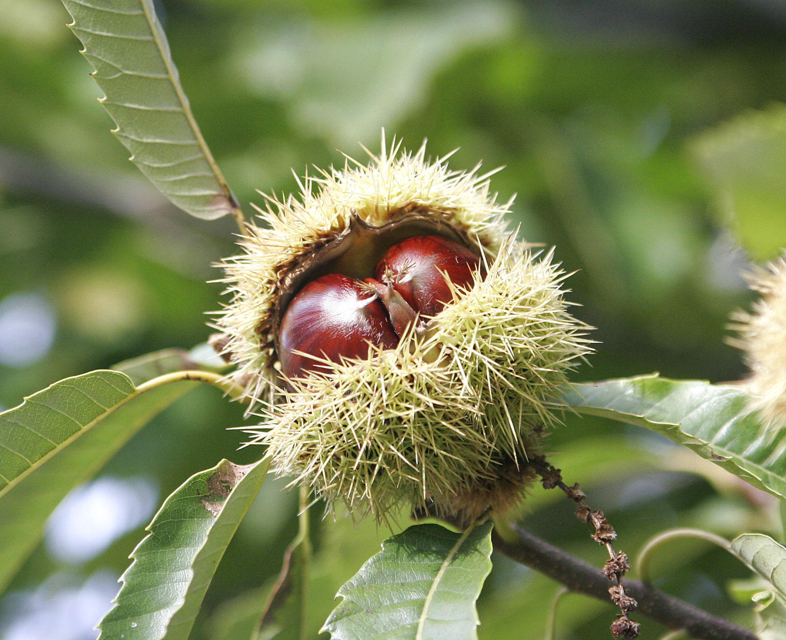 Edelkastanie: Anbau des Baumes der Mittelmeerwälder