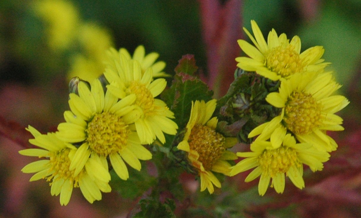 Crisantemo: cultivar la flor de otoño de mil colores