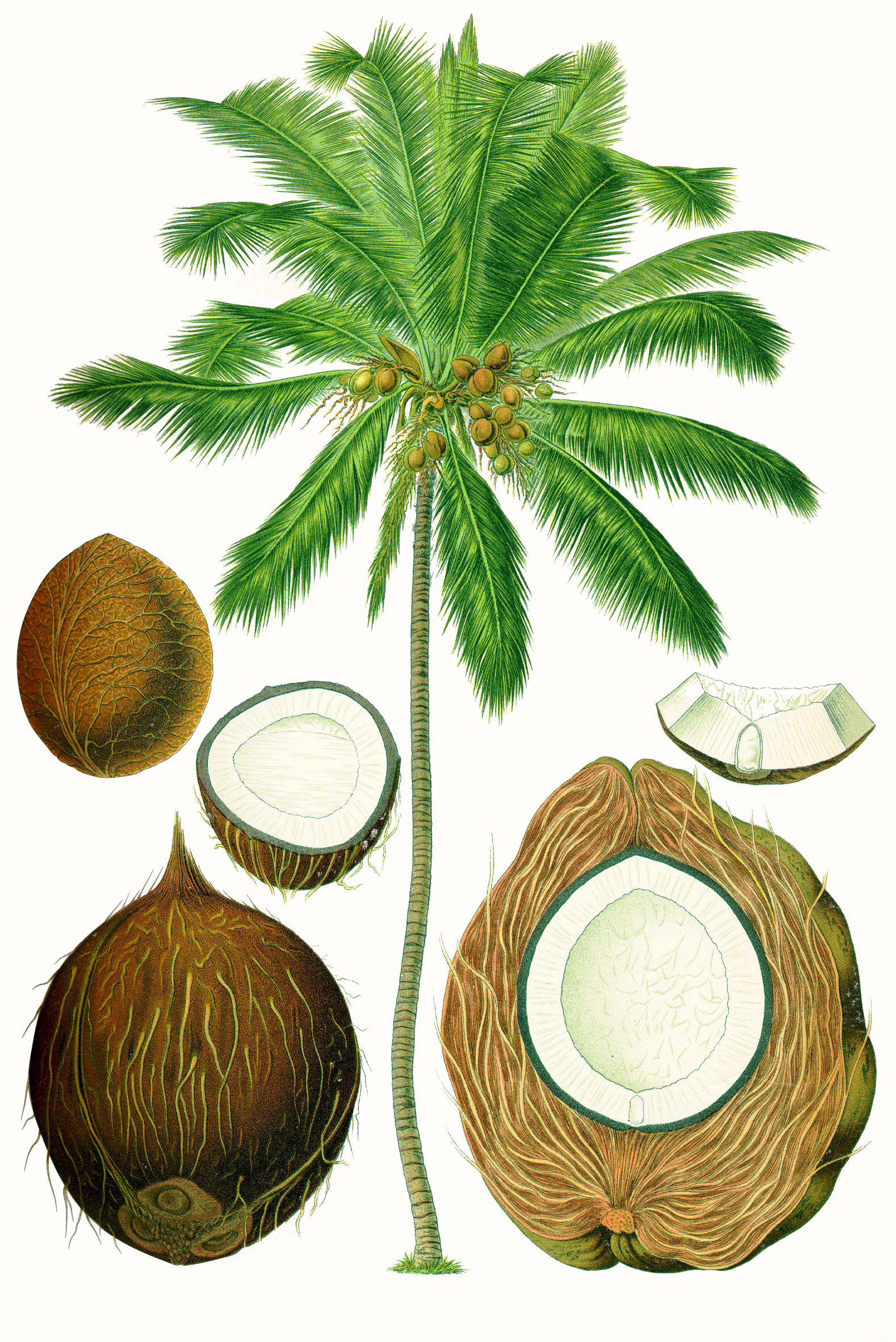 Kokospalme: Anbau der Cocos nucifera