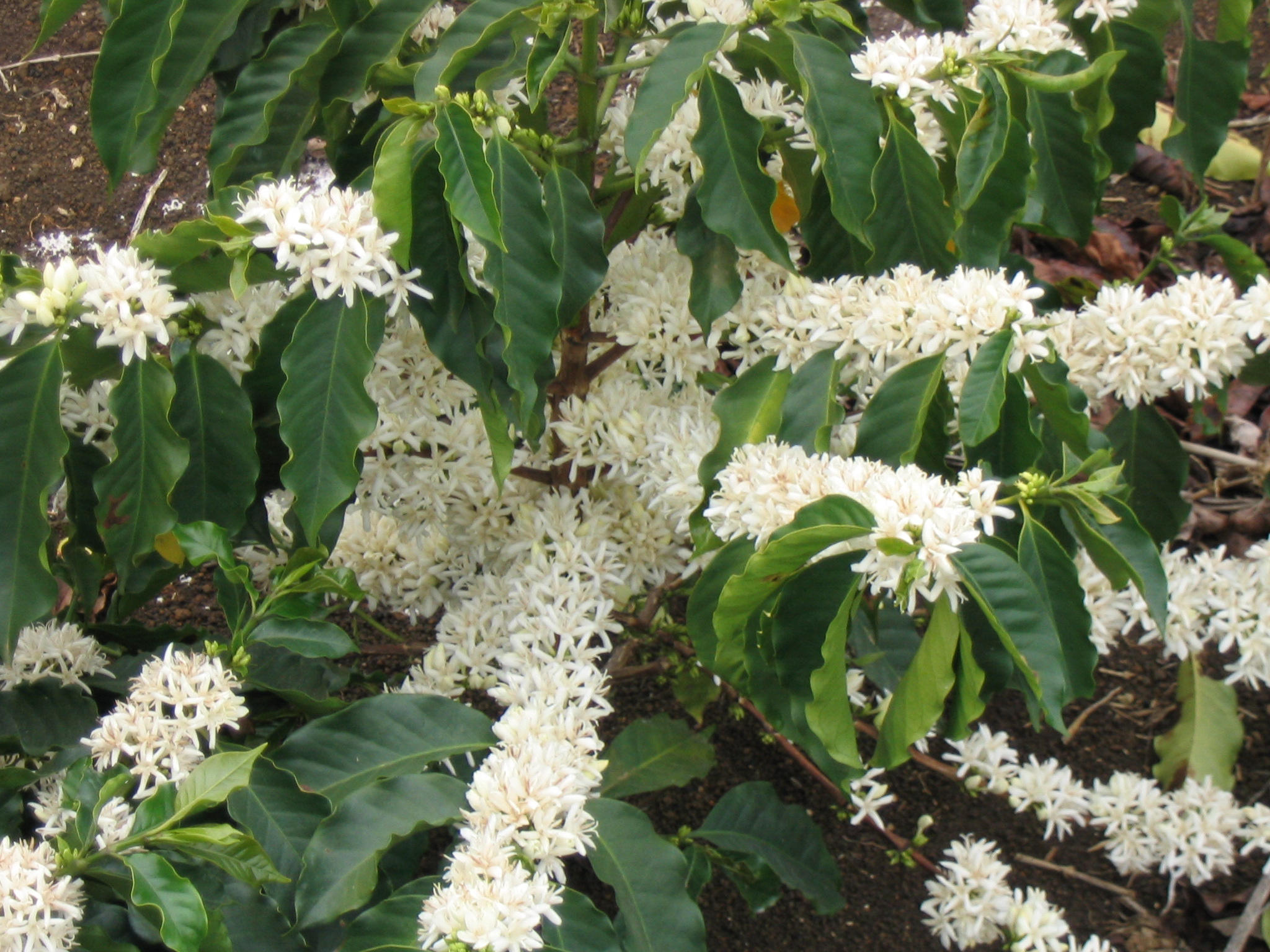 Coffee Plant: How to Grow the Tropical Plant Indoors