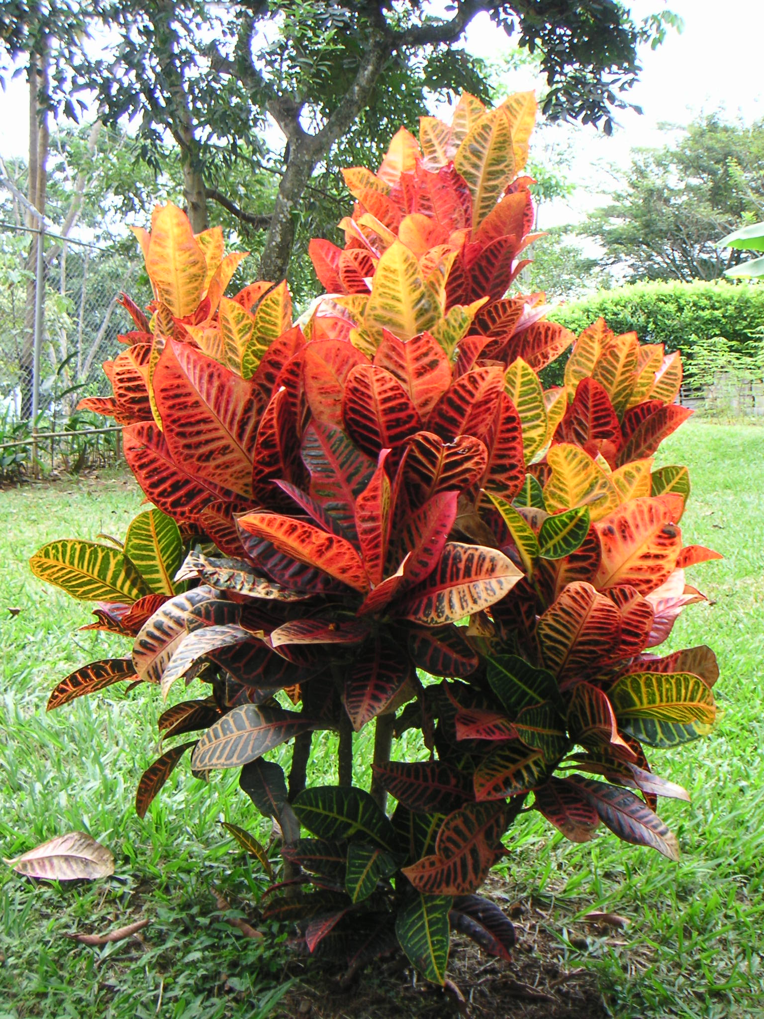 Croton : entretien de la plante aux feuilles multicolores