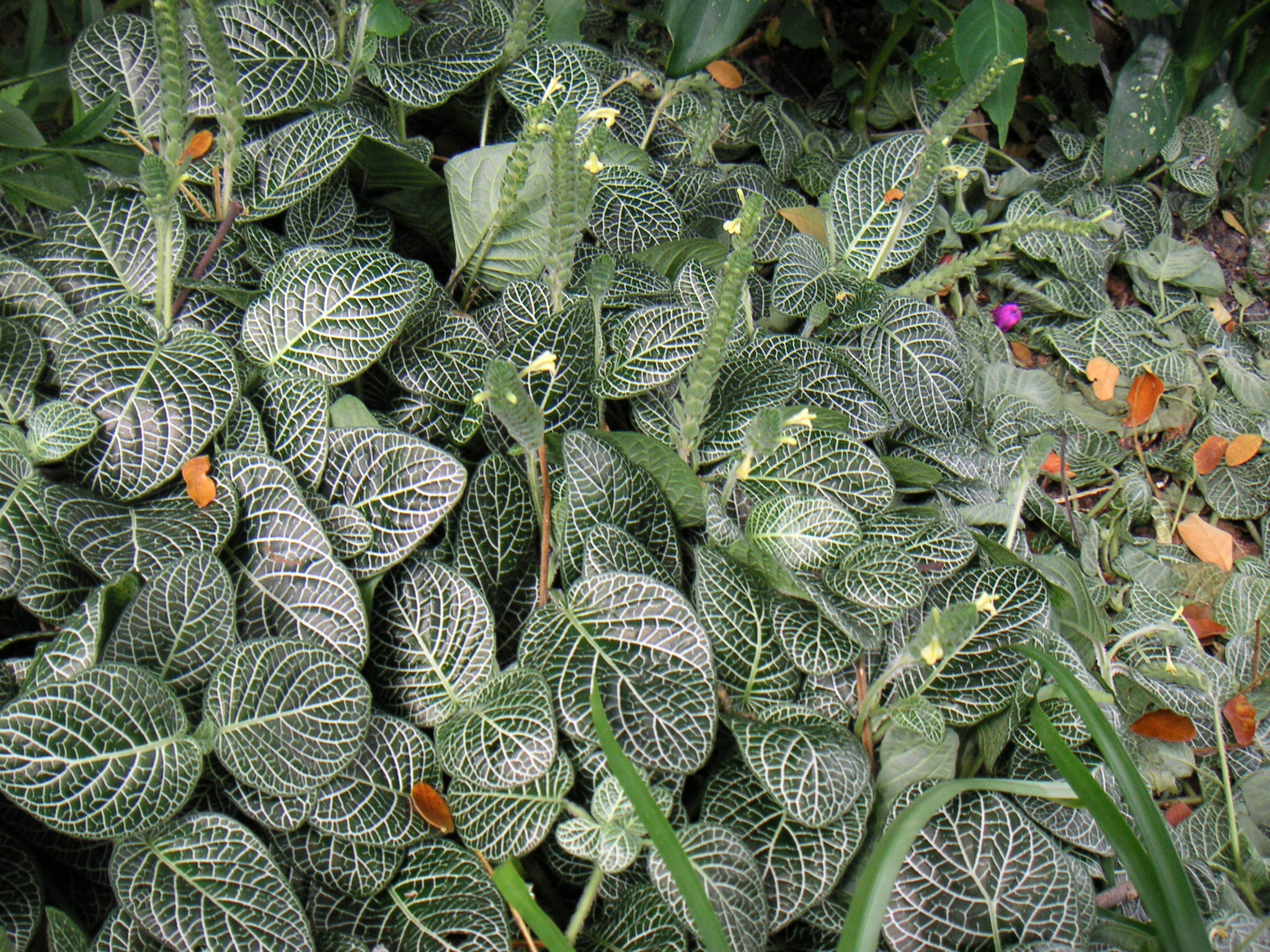 Fittonia: la pianta nervi dalle foglie con venature colorate