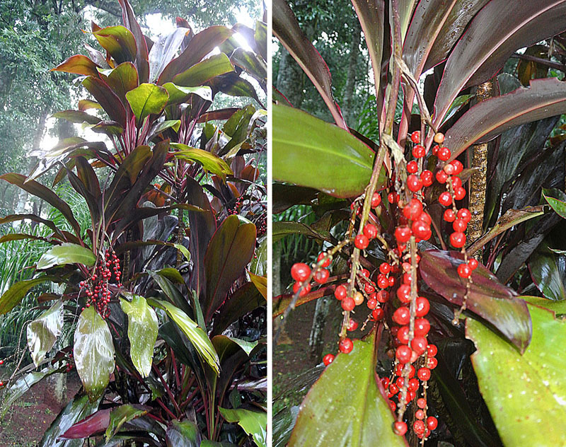 Cordyline : entretien du Cordyline fruticosa