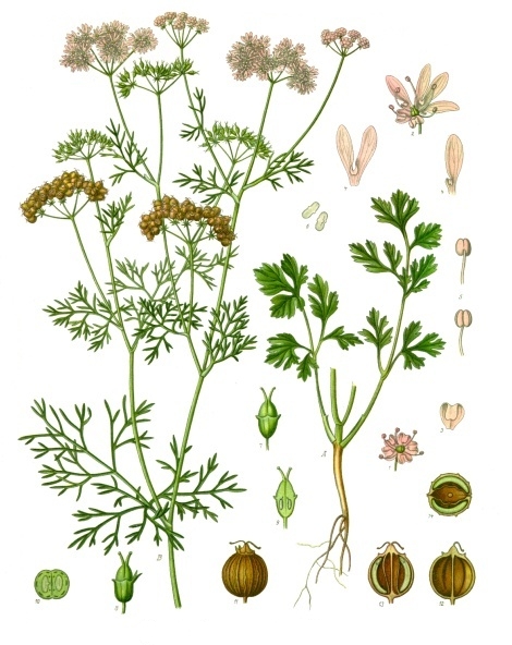 Coriander: How to Grow It for Fragrant Leaves and Seeds