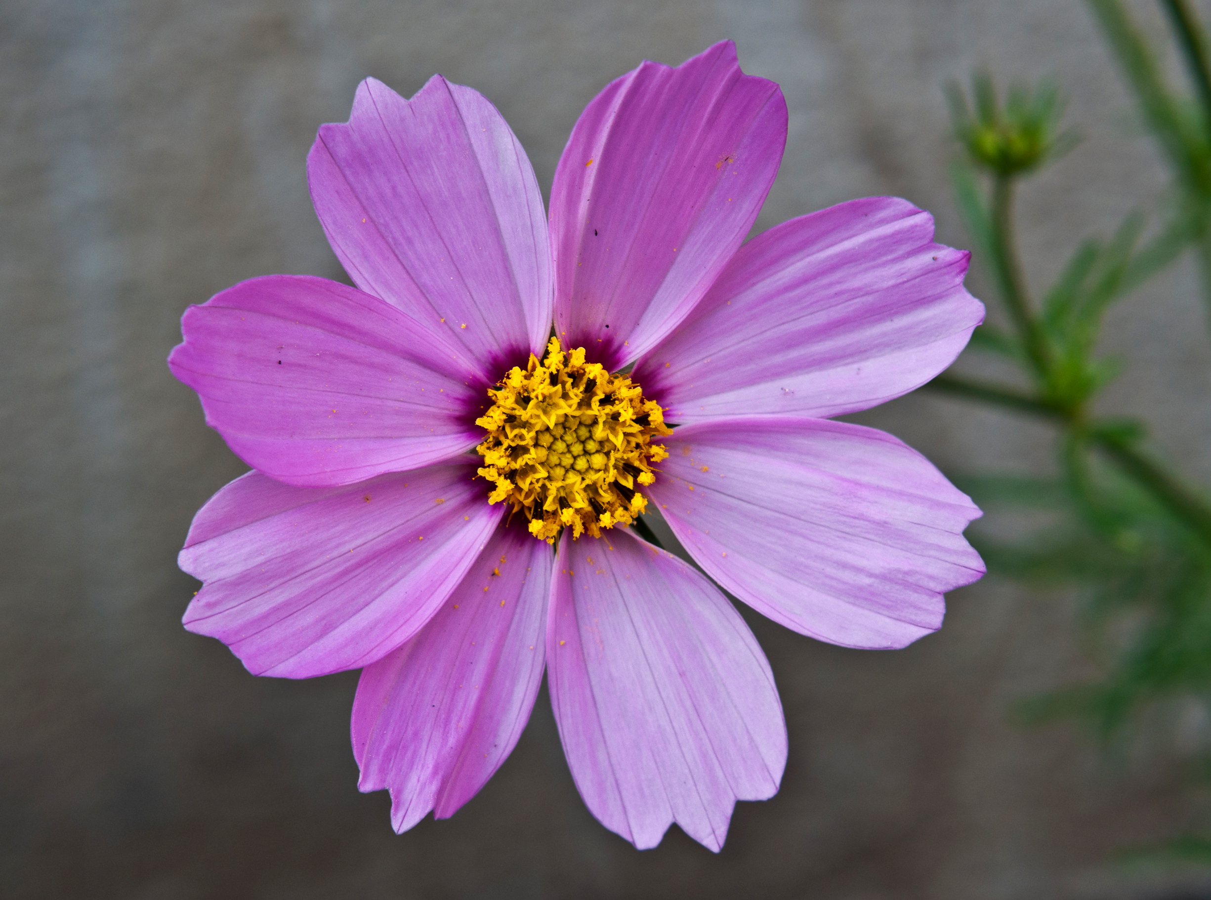 Cosmos : culture de la fleur d été à couper